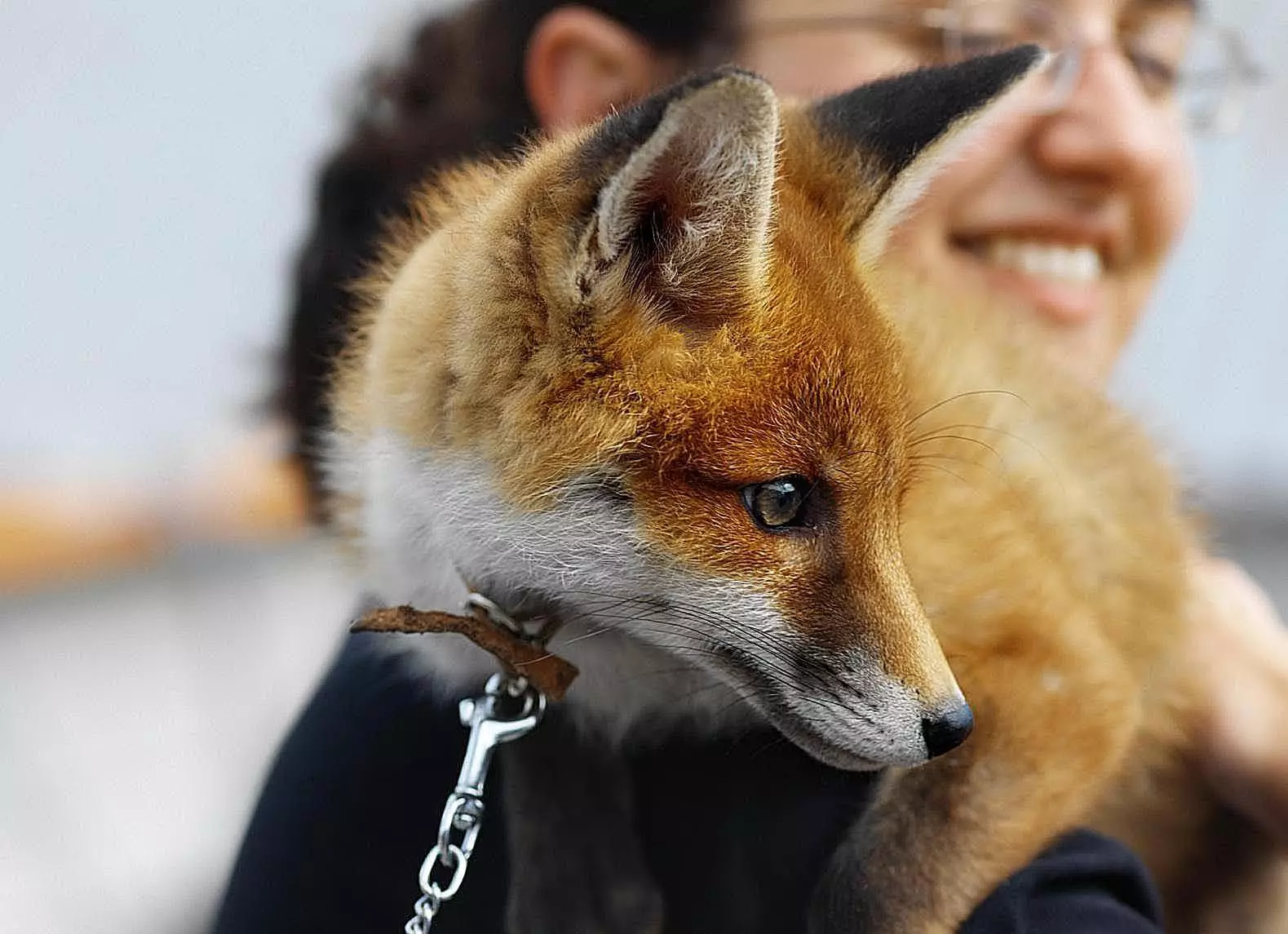 The Unique Appeal of Keeping Foxes as Exotic Pets