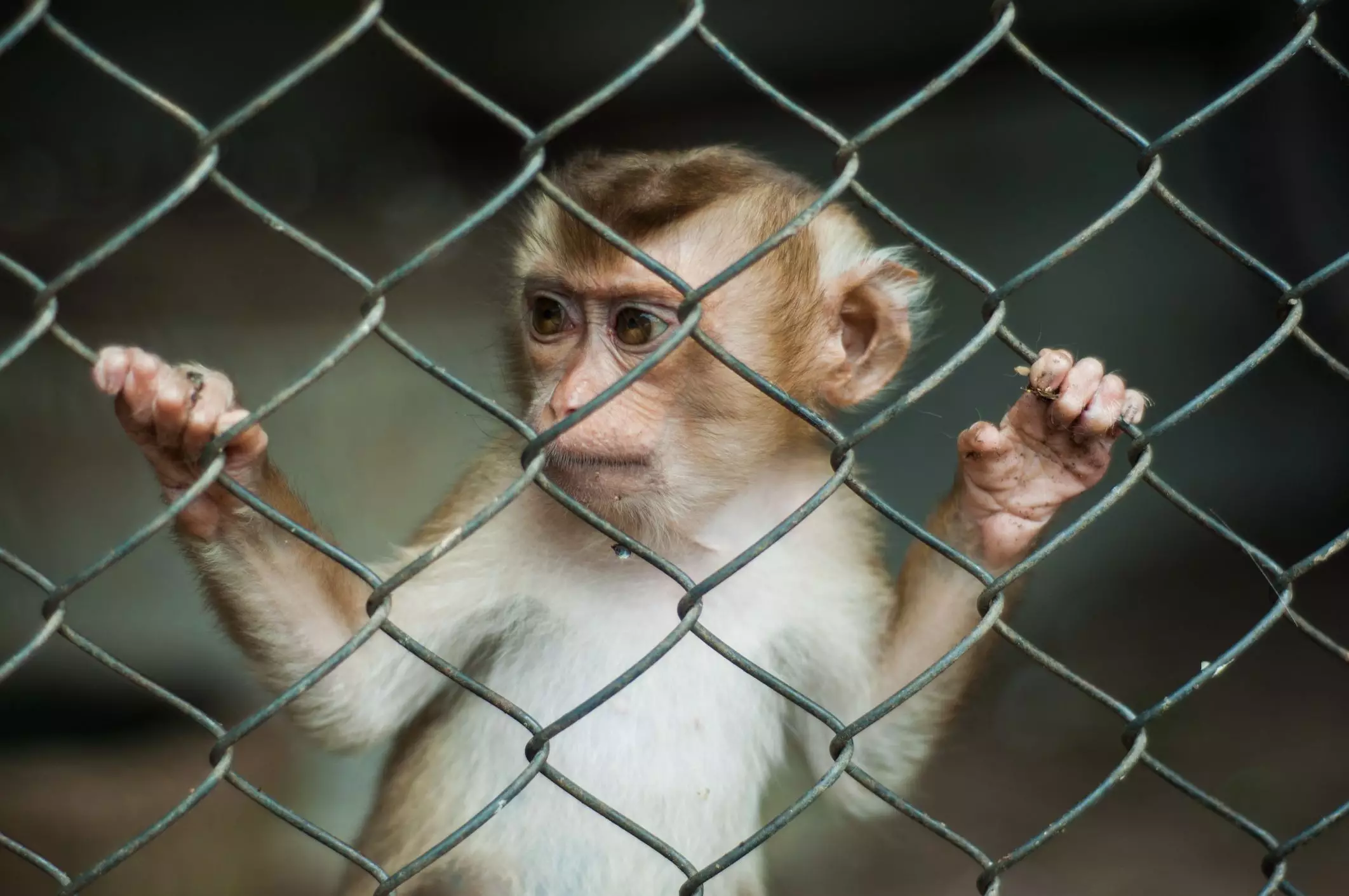 The Realities of Pet Monkeys: A Cautionary Guide