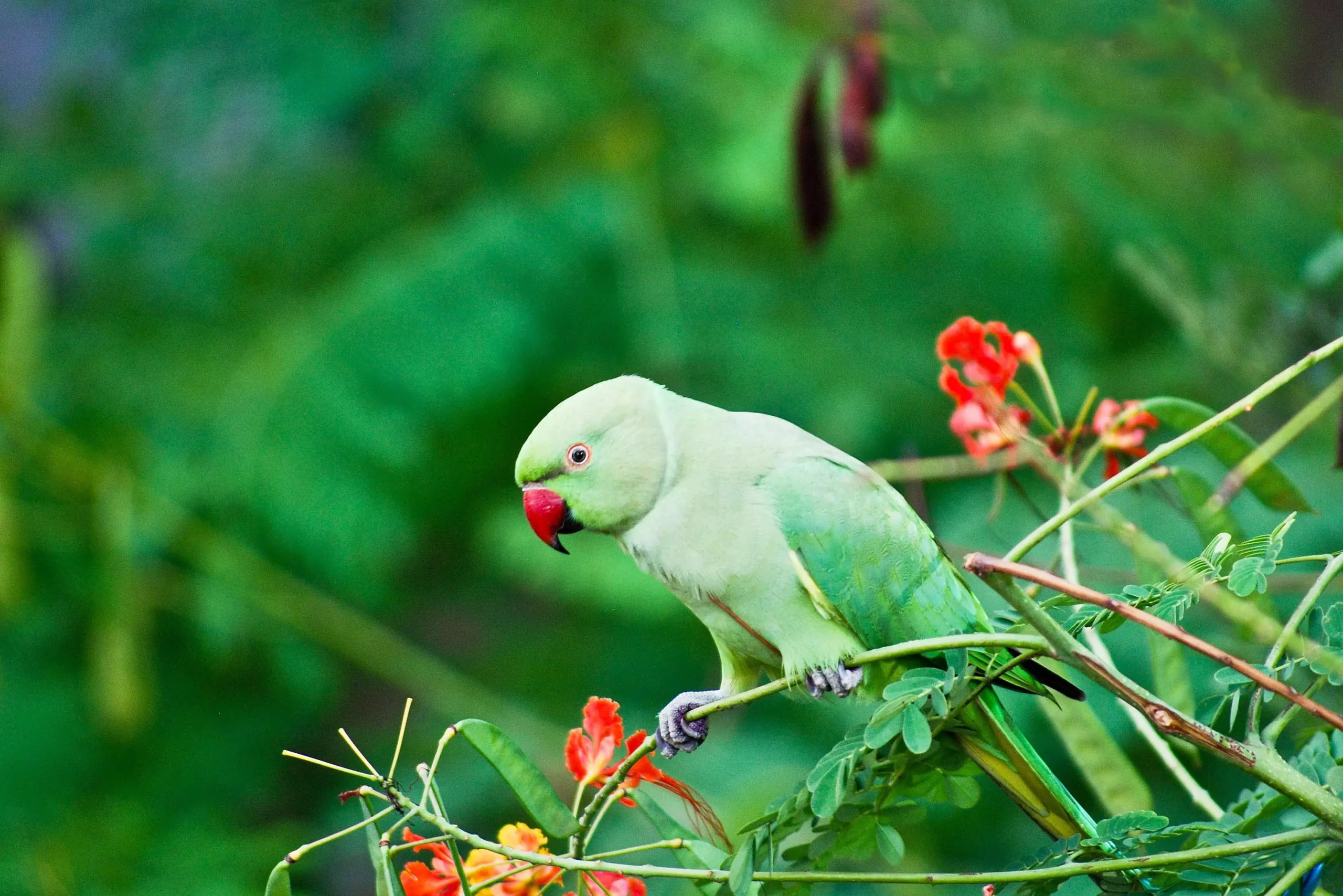 The Indian Ringneck Parakeet: A Colorful Companion for the Dedicated Owner