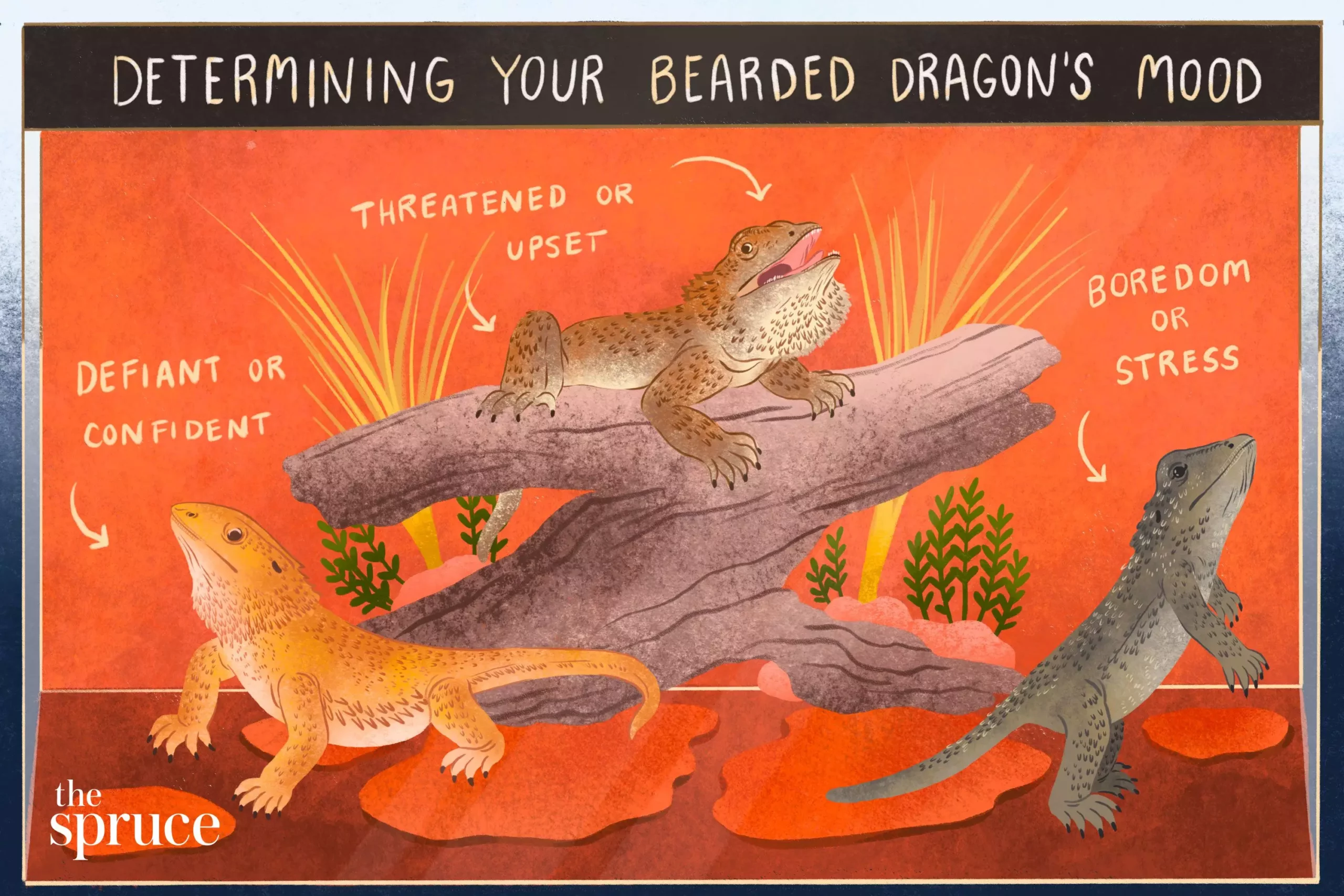 Understanding Bearded Dragon Behavior: Insights for Pet Owners