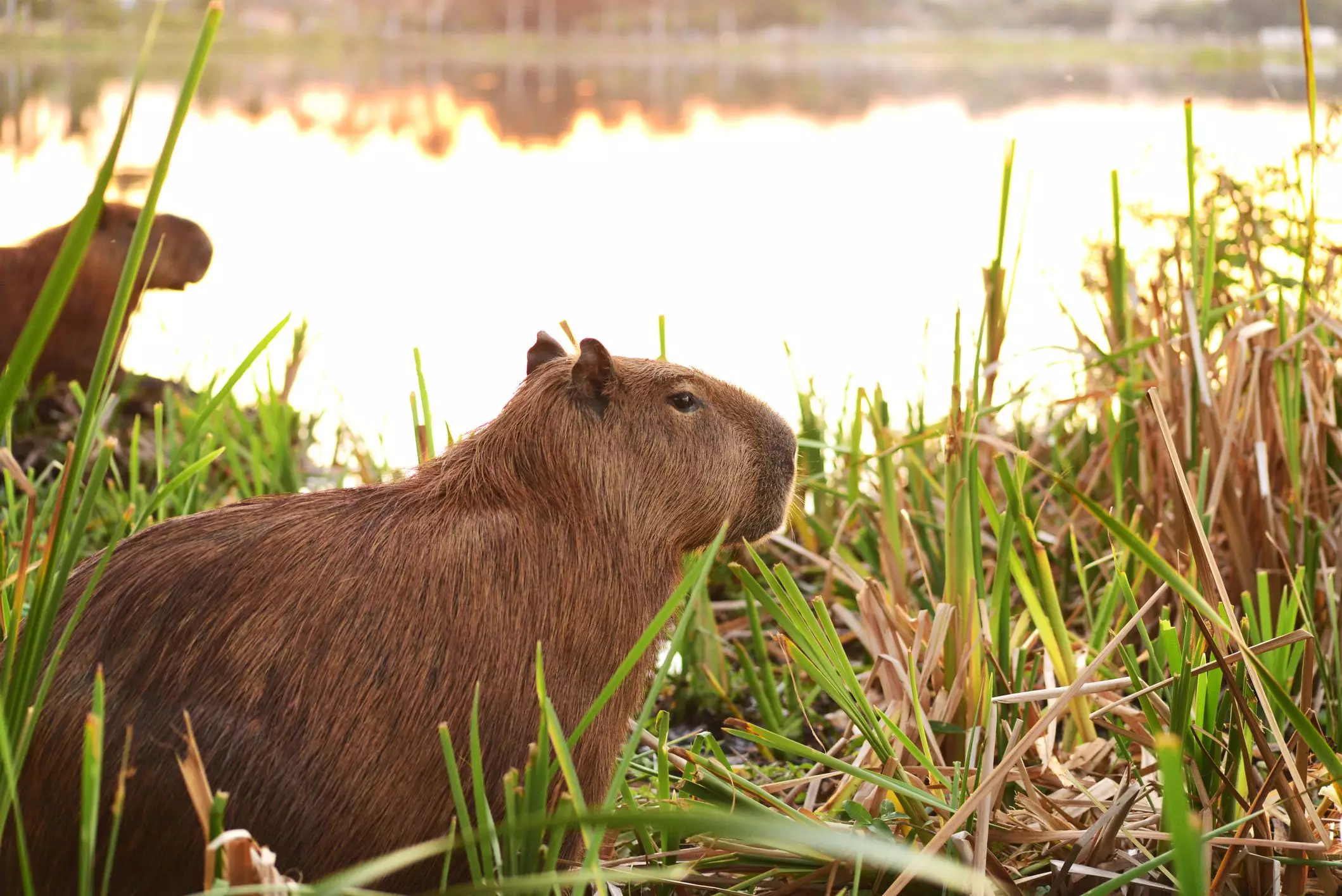 Understanding Capybaras: The Challenges and Rewards of Keeping the World’s Largest Rodents