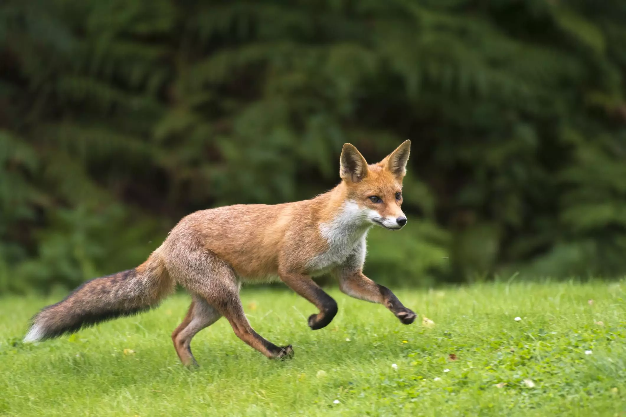 The Enigmatic Russian Red Fox: A Unique Companion for the Right Owner