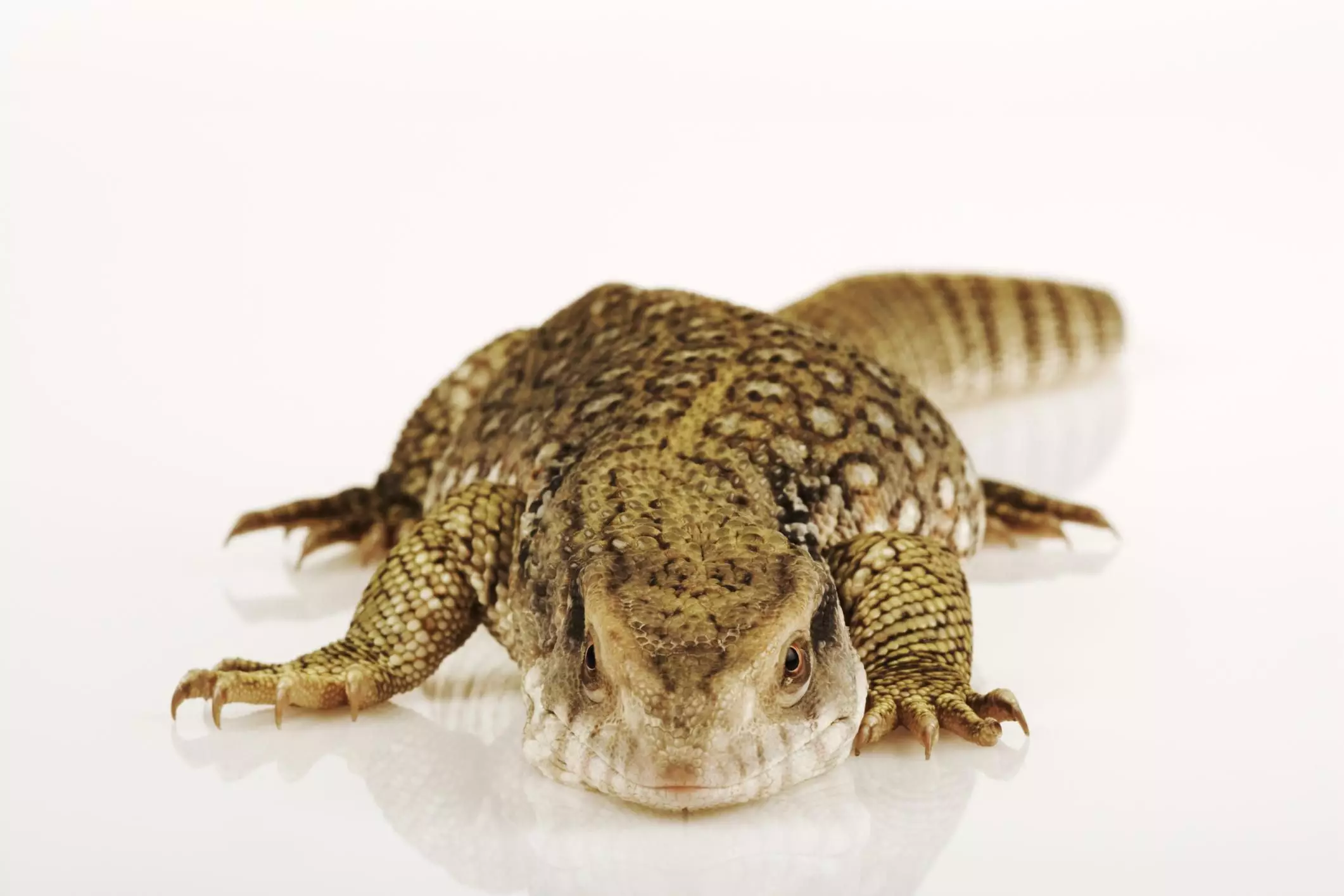 The Savannah Monitor: A Comprehensive Guide for Experienced Reptile Enthusiasts