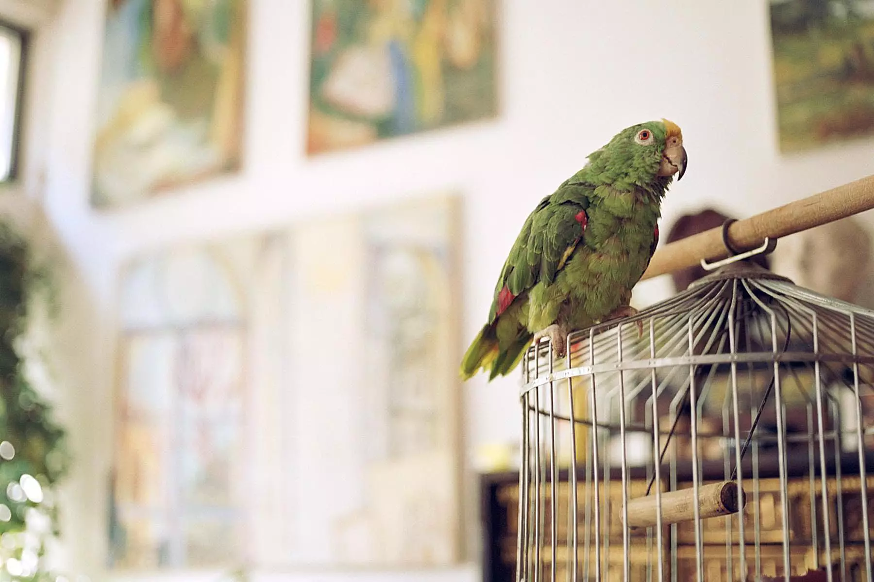 Understanding Depression in Pet Birds: Key Signs and Solutions