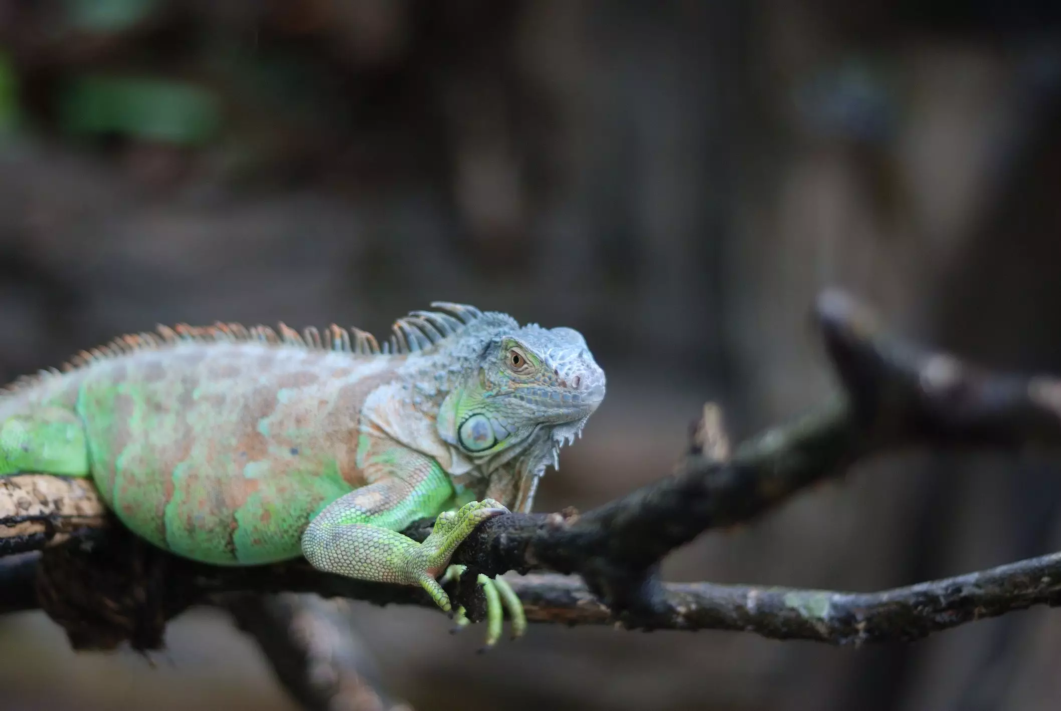 Understanding the Commitment of Iguana Care: A Comprehensive Guide