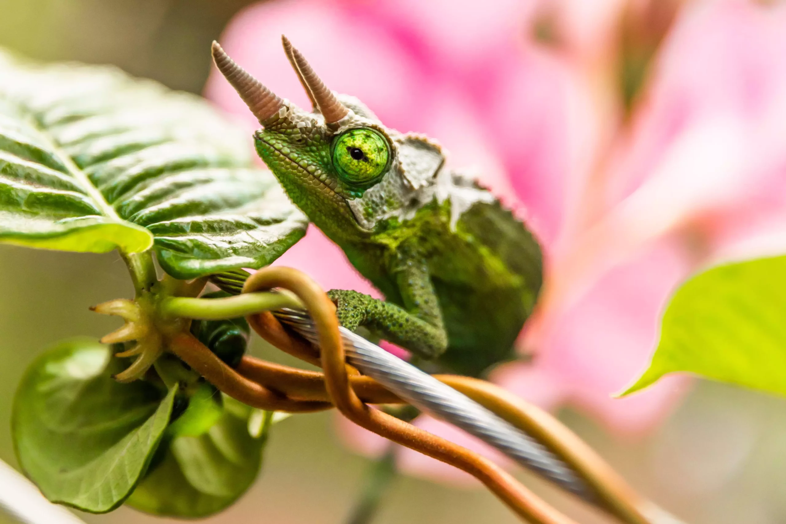 The Complex Care of Chameleons: Understanding the Vibrant World of These Unique Reptiles