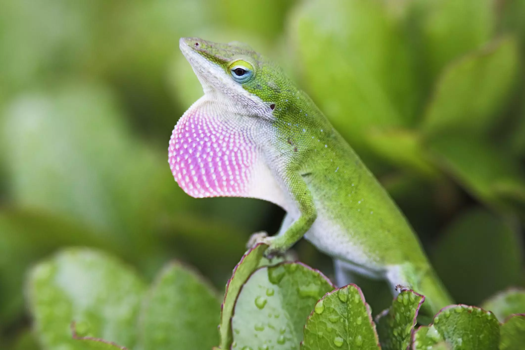 The Green Anole: A Guide to Understanding and Caring for Your New Companion