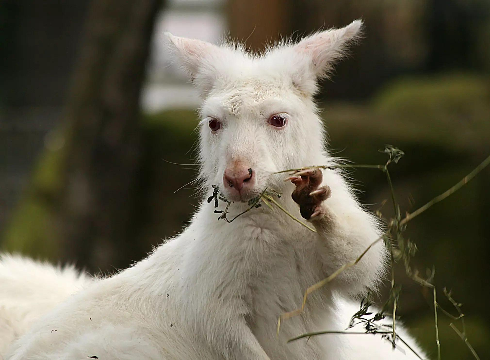 The Wallaroo: A Misunderstood Marvel of the Australian Outback