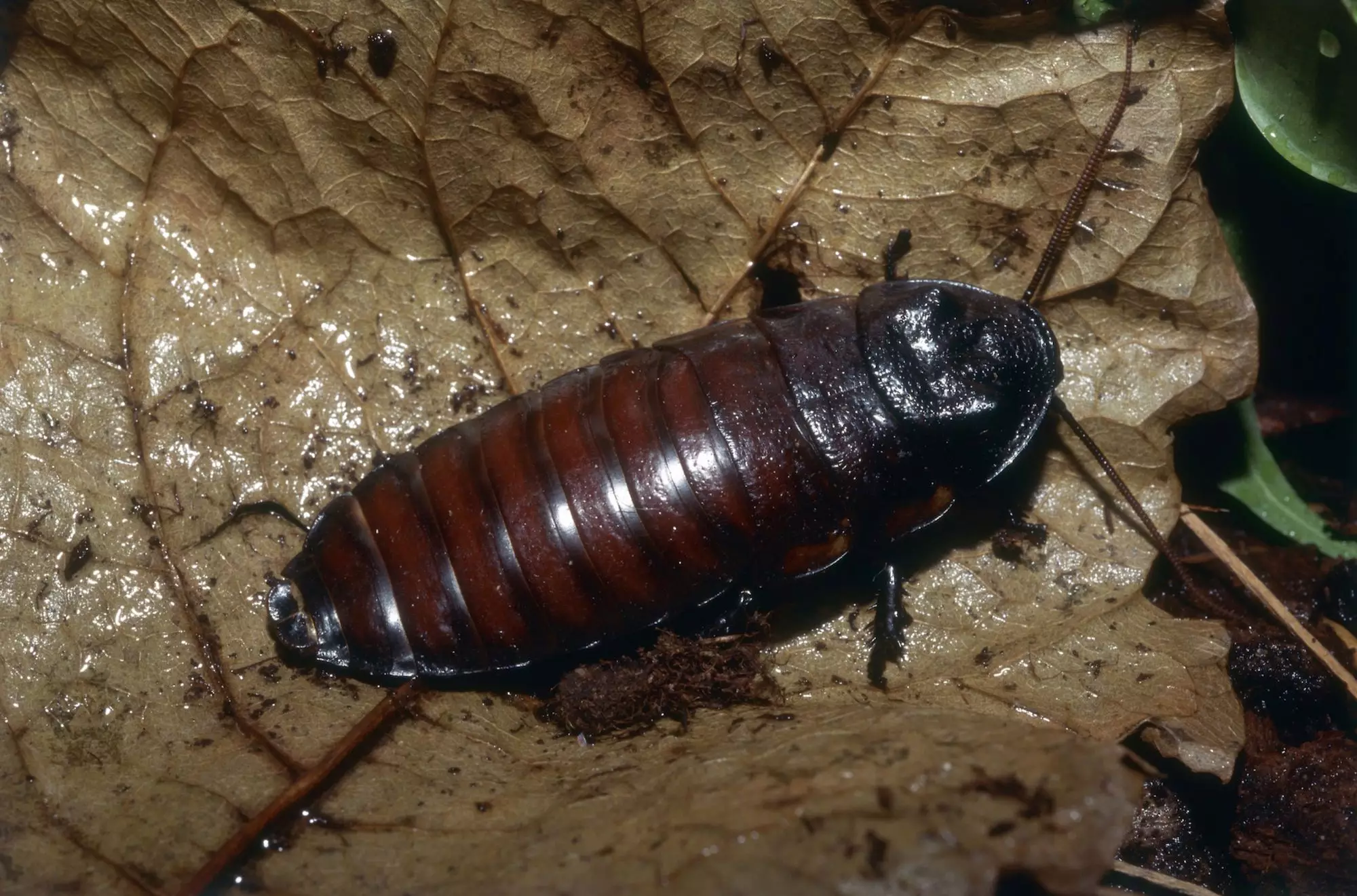 Why Madagascar Hissing Cockroaches Make Unique and Low-Maintenance Pets