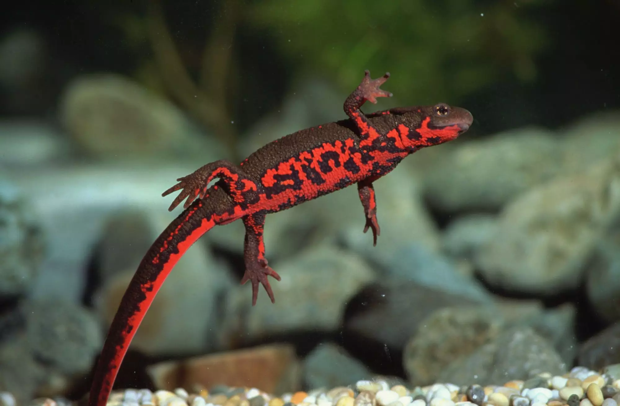 The Enigmatic Fire Belly Newts: A Captivating Companion for Enthusiasts