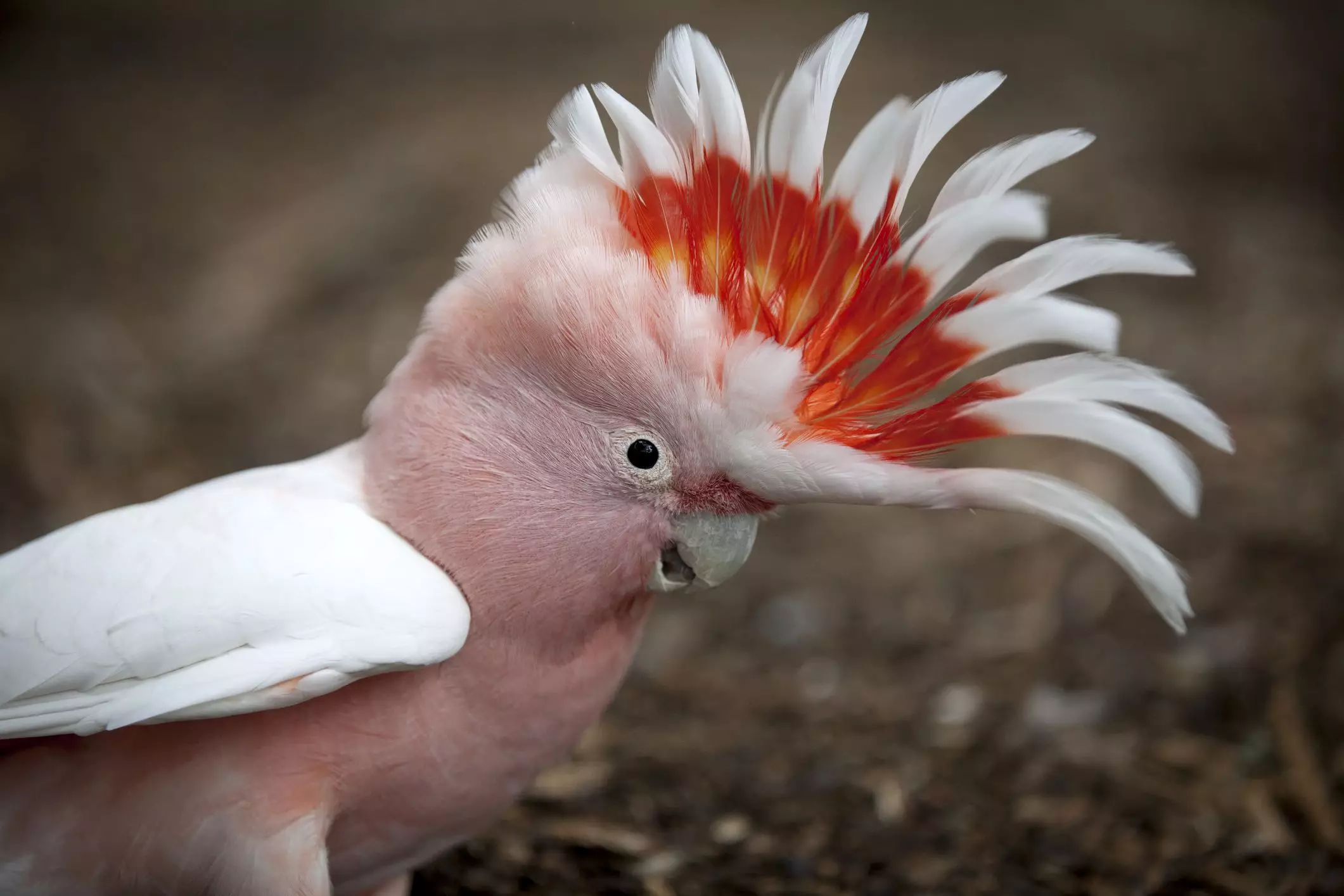 The Fascinating World of Cockatoos: A Guide to These Captivating Parrots