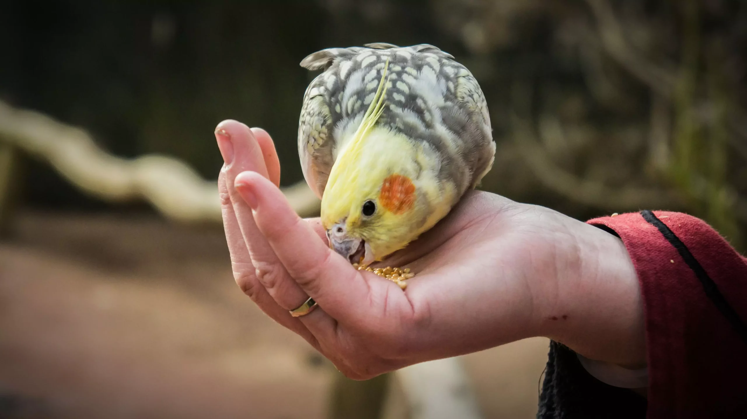 Understanding and Addressing Weight Loss in Pet Birds