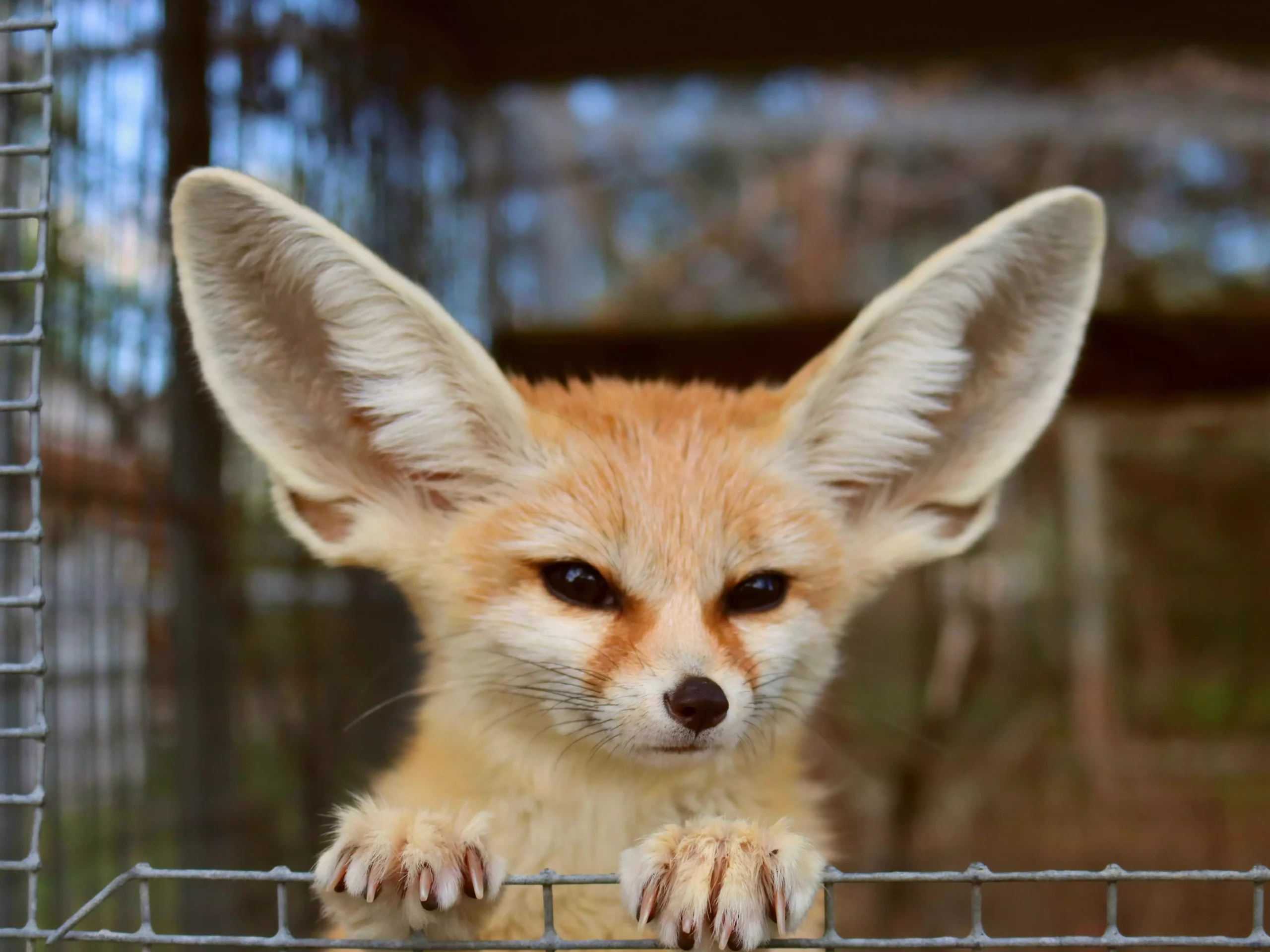 The Enigmatic Fennec Fox: A Unique Pet with Wild Instincts