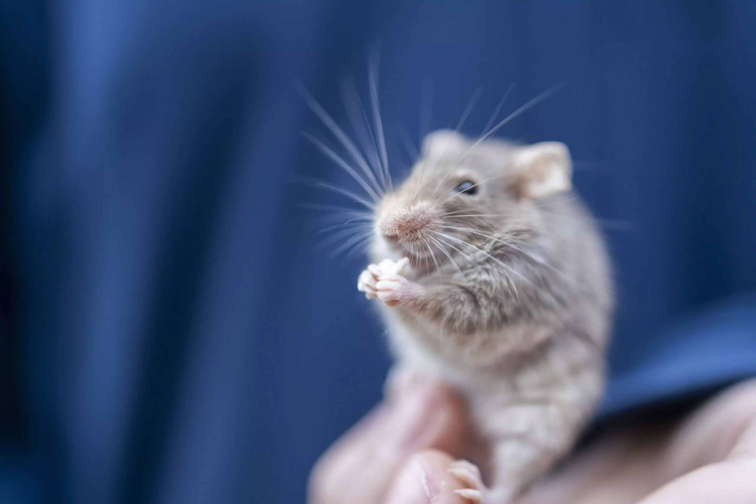 The Joys and Responsibilities of Caring for Pet Mice