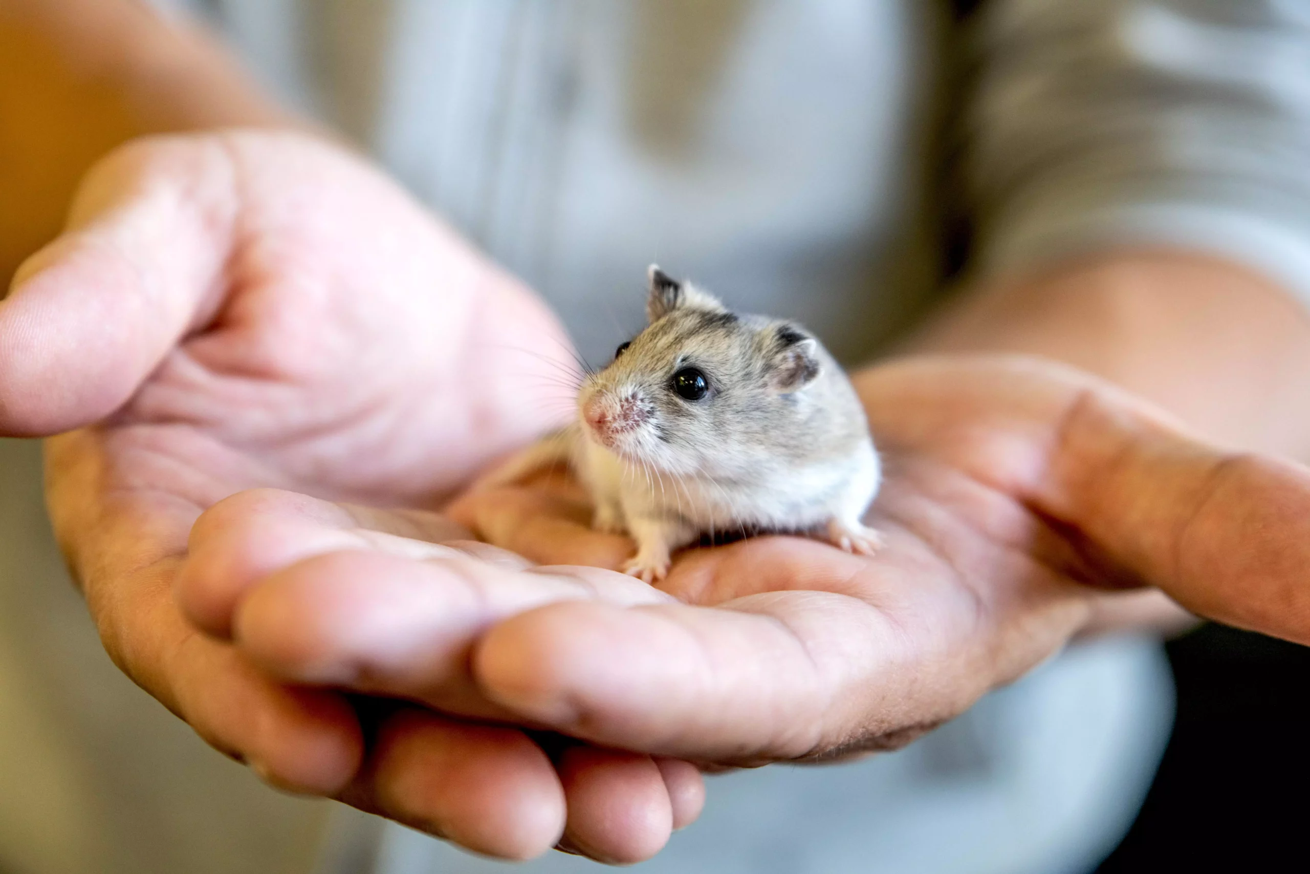 Understanding and Taming Your New Hamster: A Comprehensive Guide