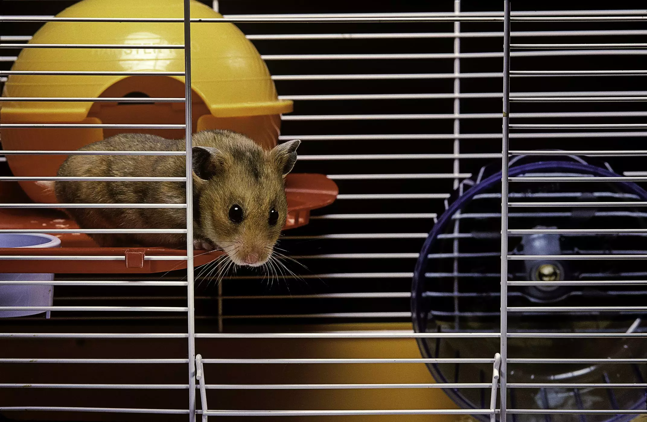 The Ultimate Guide to Choosing the Right Home for Your Syrian Hamster