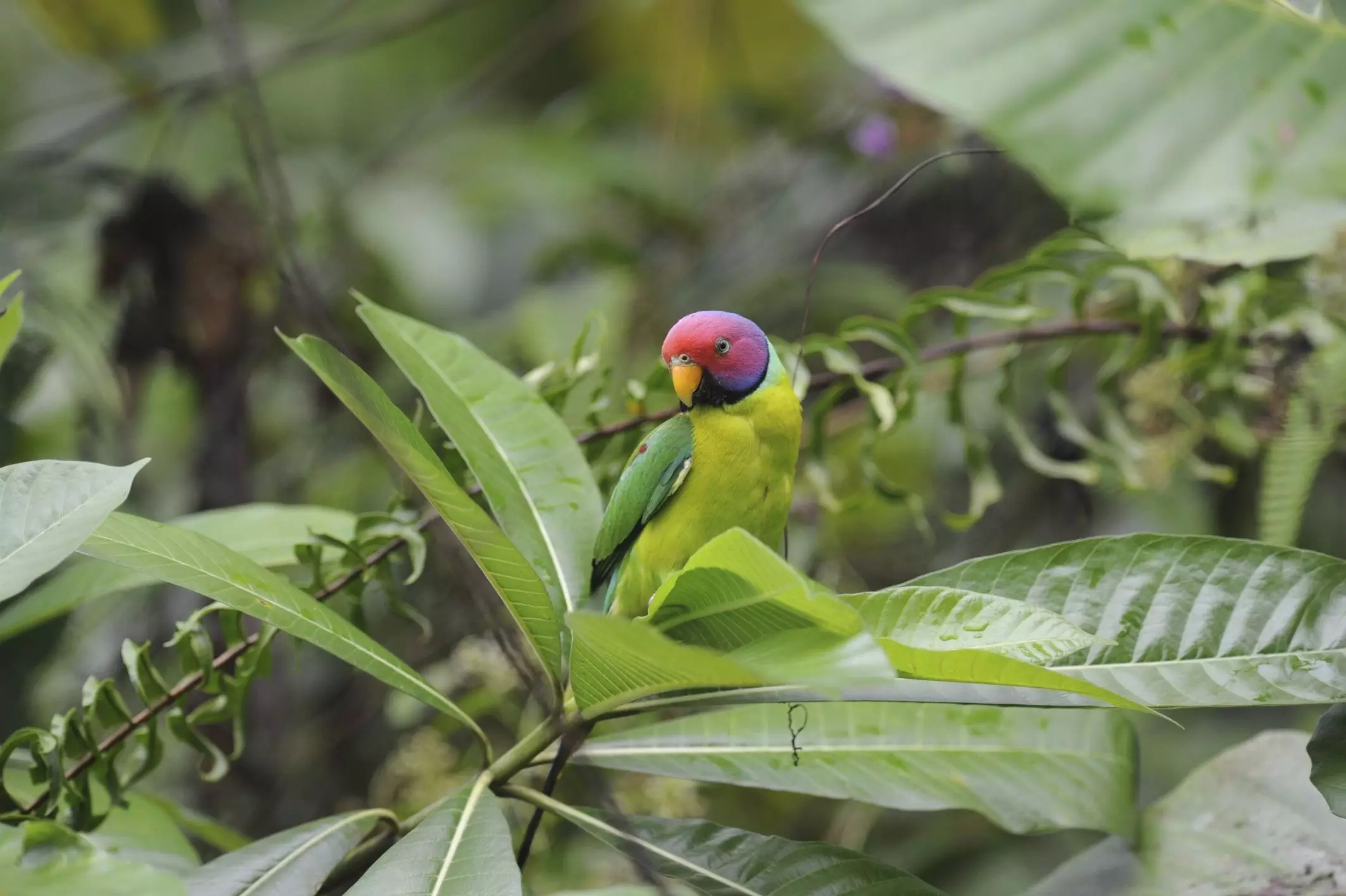 The Allure of the Plum-Headed Parakeet: A Comprehensive Guide to This Charming Avian Companion