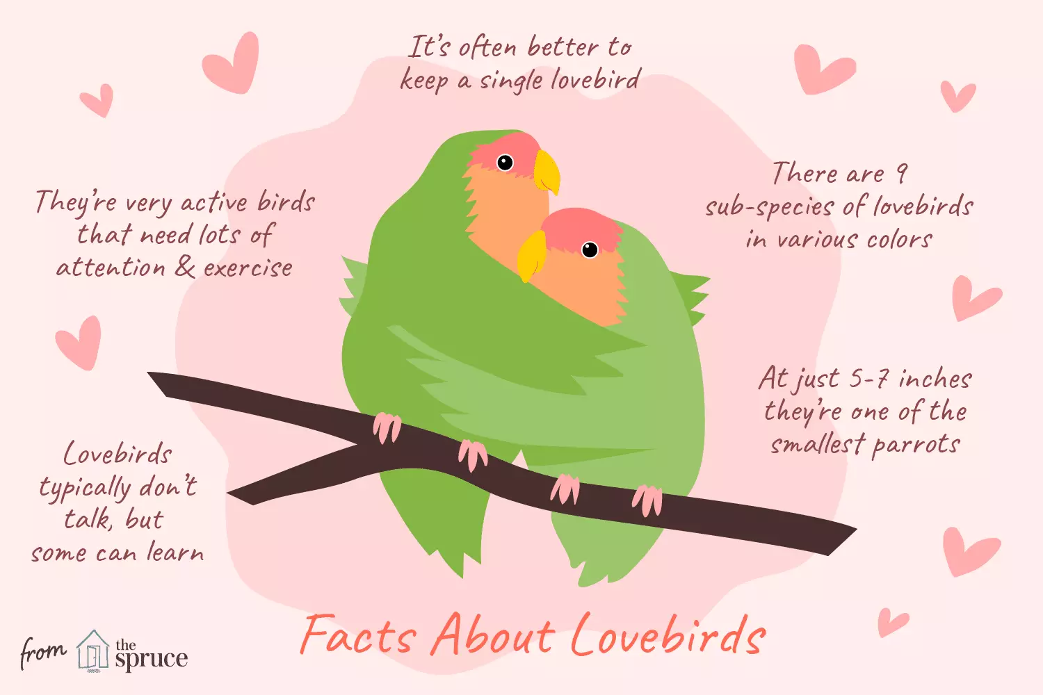 The Charming World of Lovebirds: Fascinating Insights into Their Habits and Care