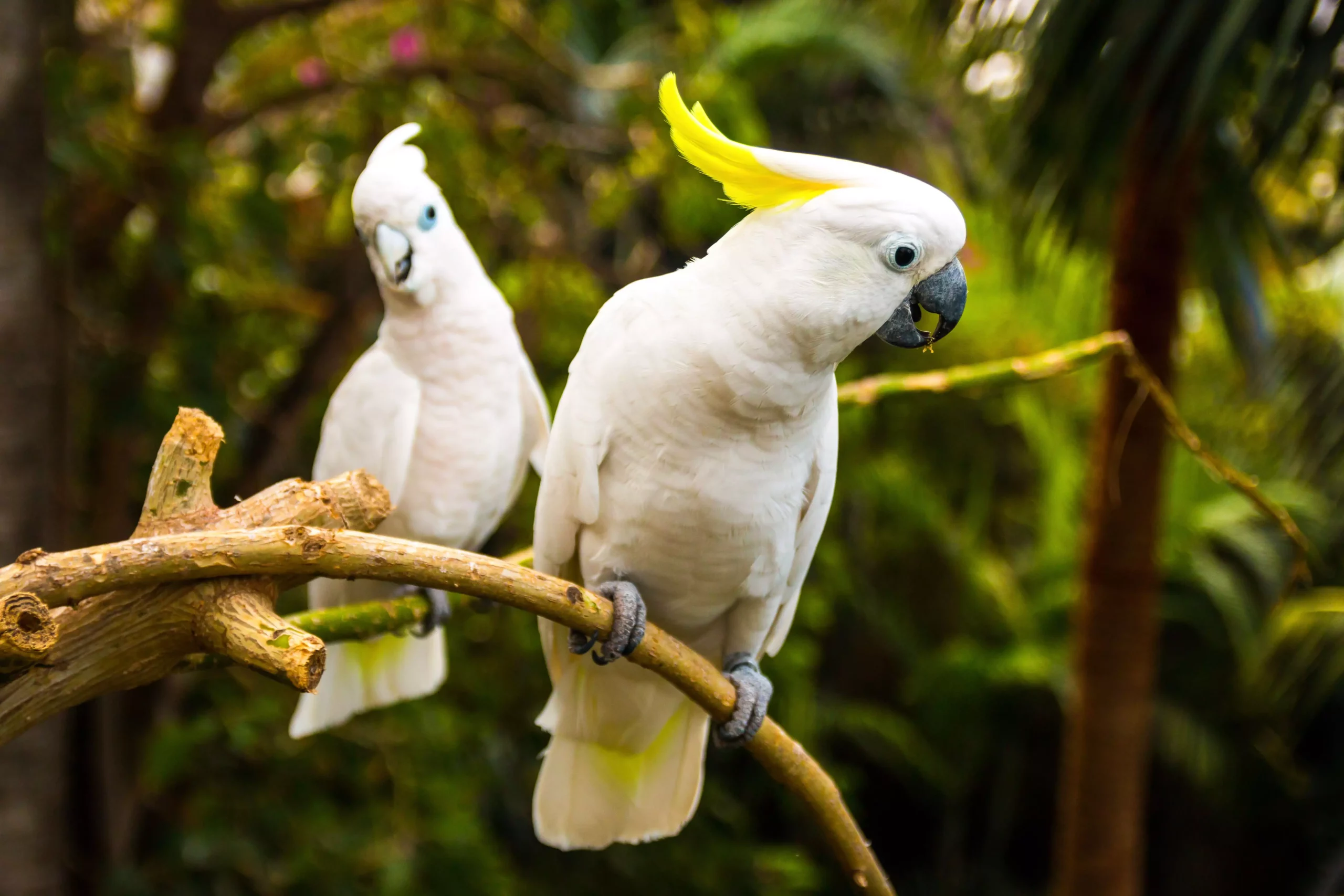 The Allure of Cockatoos: Characteristics, Care, and Companionship