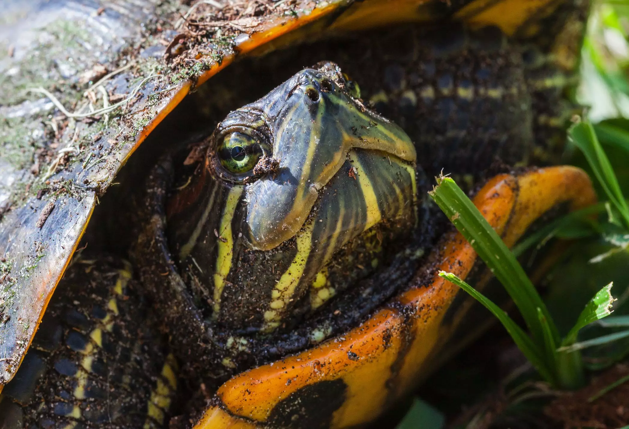 Understanding the Yellow-Bellied Slider: A Comprehensive Guide to Care and Maintenance