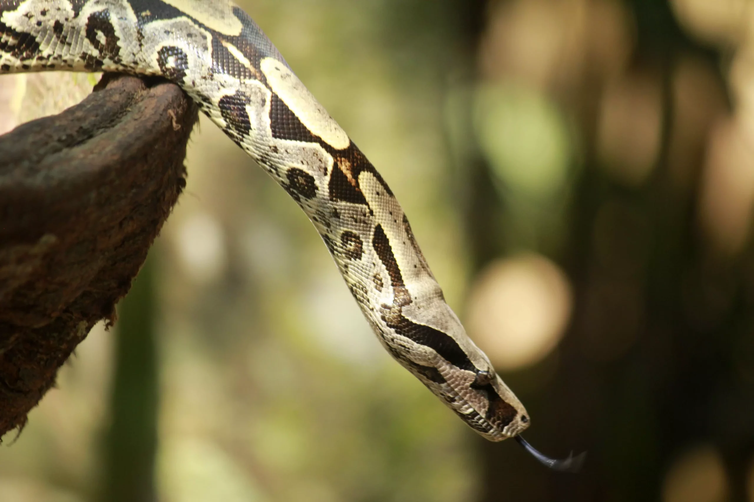 Understanding Boa Constrictors: A Comprehensive Guide to Care and Ownership