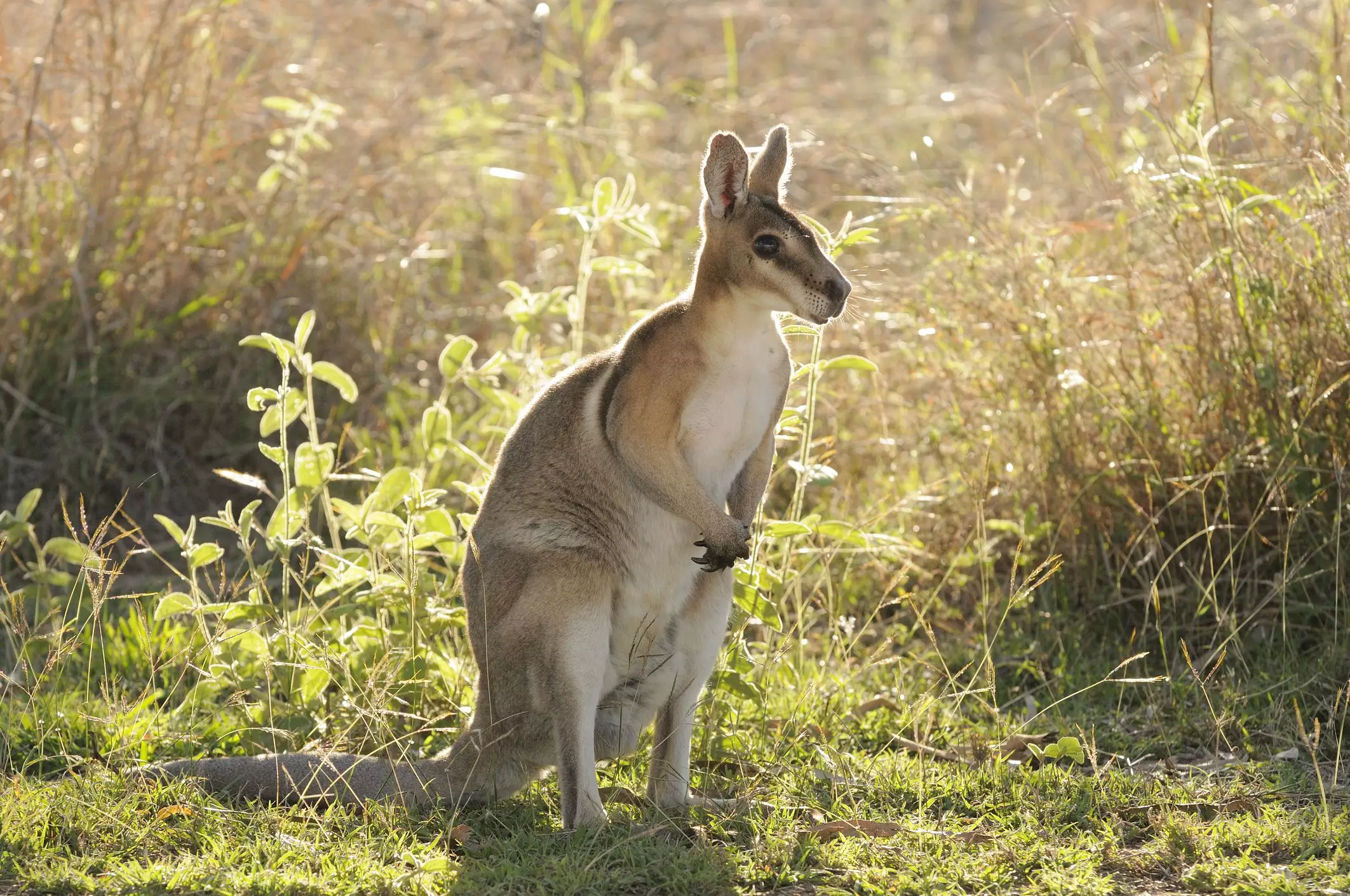 The Dilemma of Domestication: Why Wallabies Don’t Make Good Pets