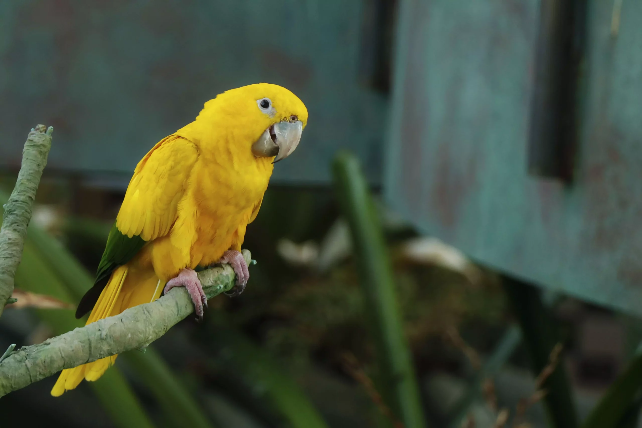 The Colorful World of Parrots: A Comprehensive Guide to Budgies and Their Feathered Cousins