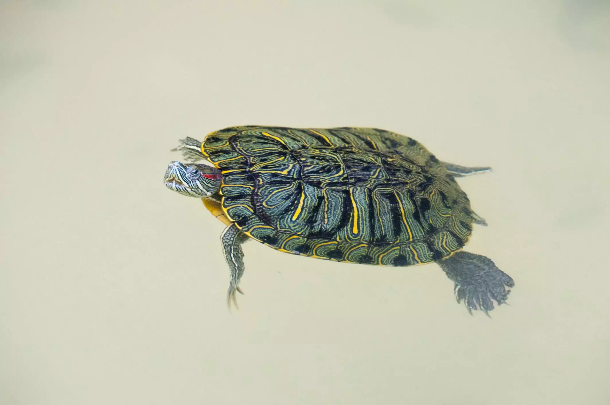 Understanding the Care and Commitment Required for Aquatic Turtles as Pets