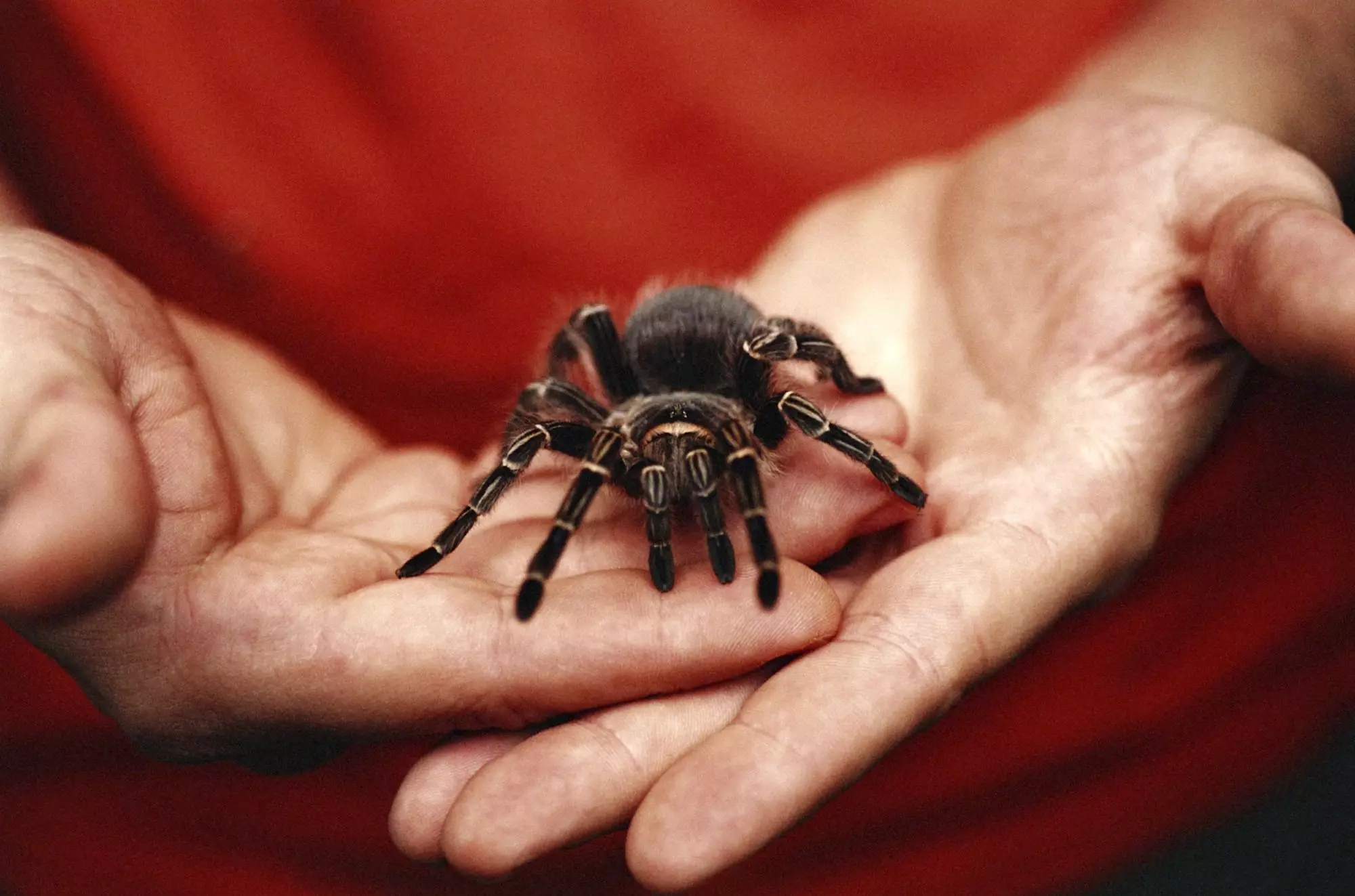 The Allure and Responsibility of Keeping Insects and Spiders as Pets