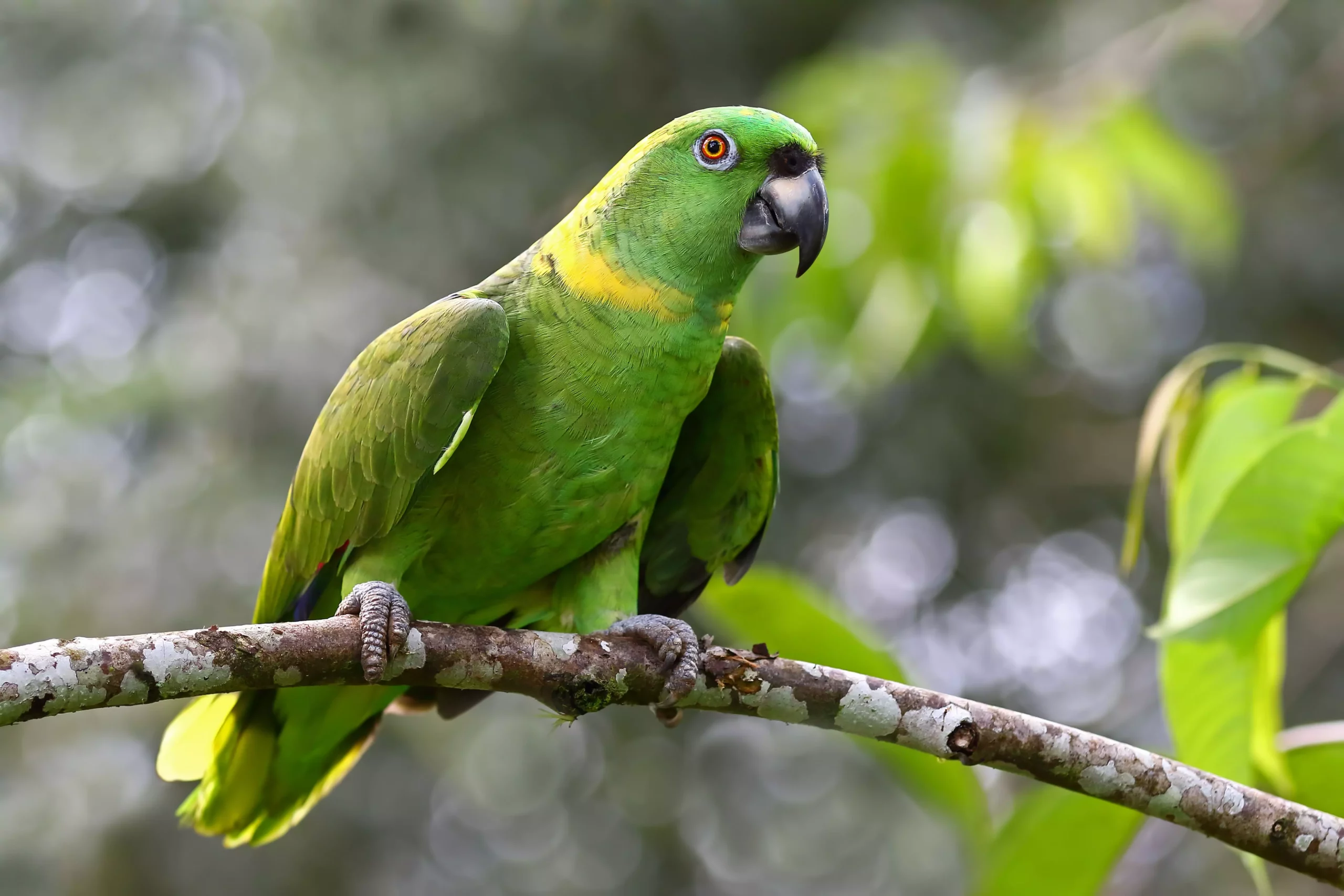 The Alluring Yellow-Naped Amazon Parrot: A Pet Owner’s Guide