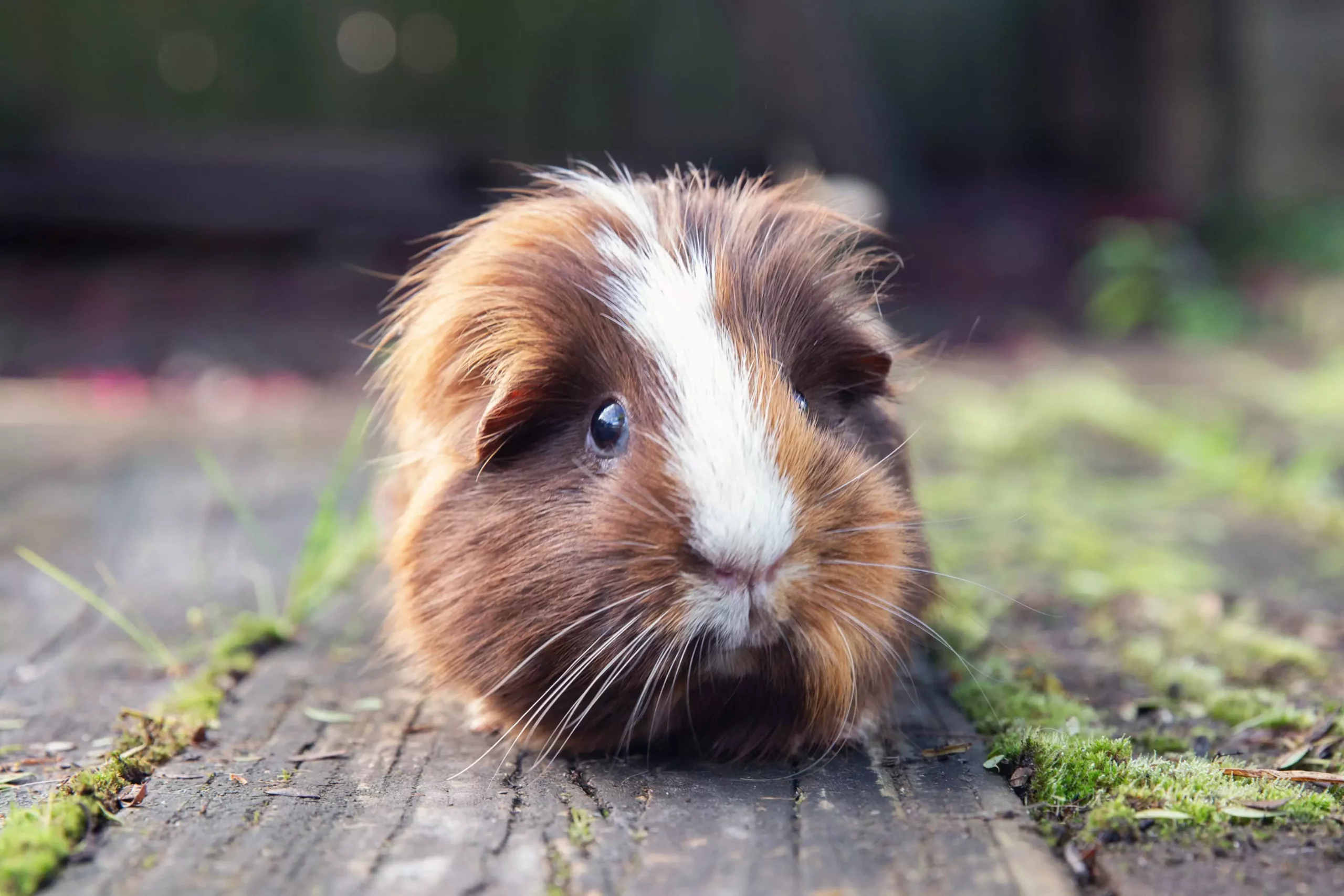 The Comprehensive Guide to Caring for Guinea Pigs: A Commitment Worth Making