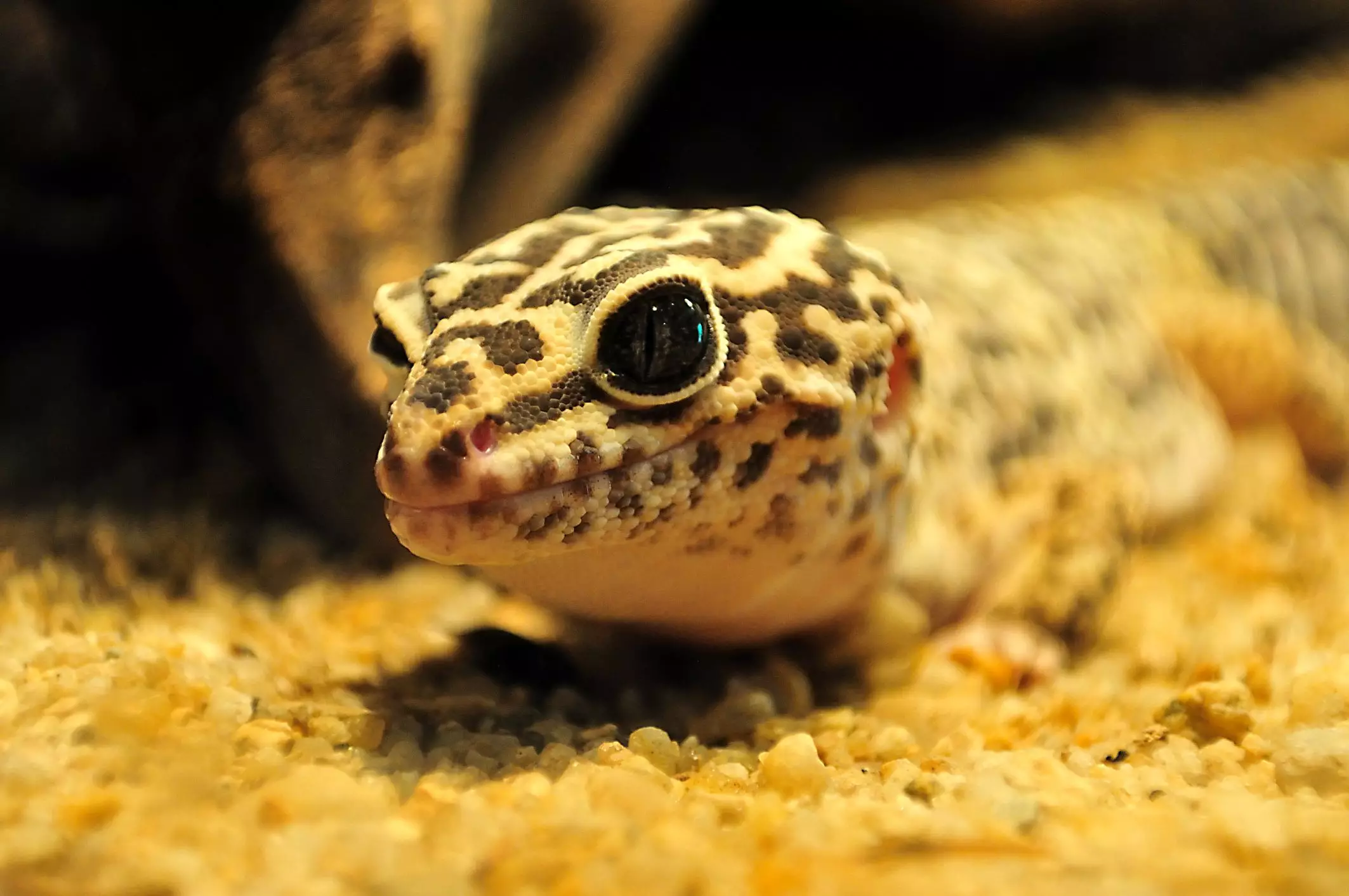 Understanding Substrate Selection for Leopard Geckos: A Comprehensive Guide