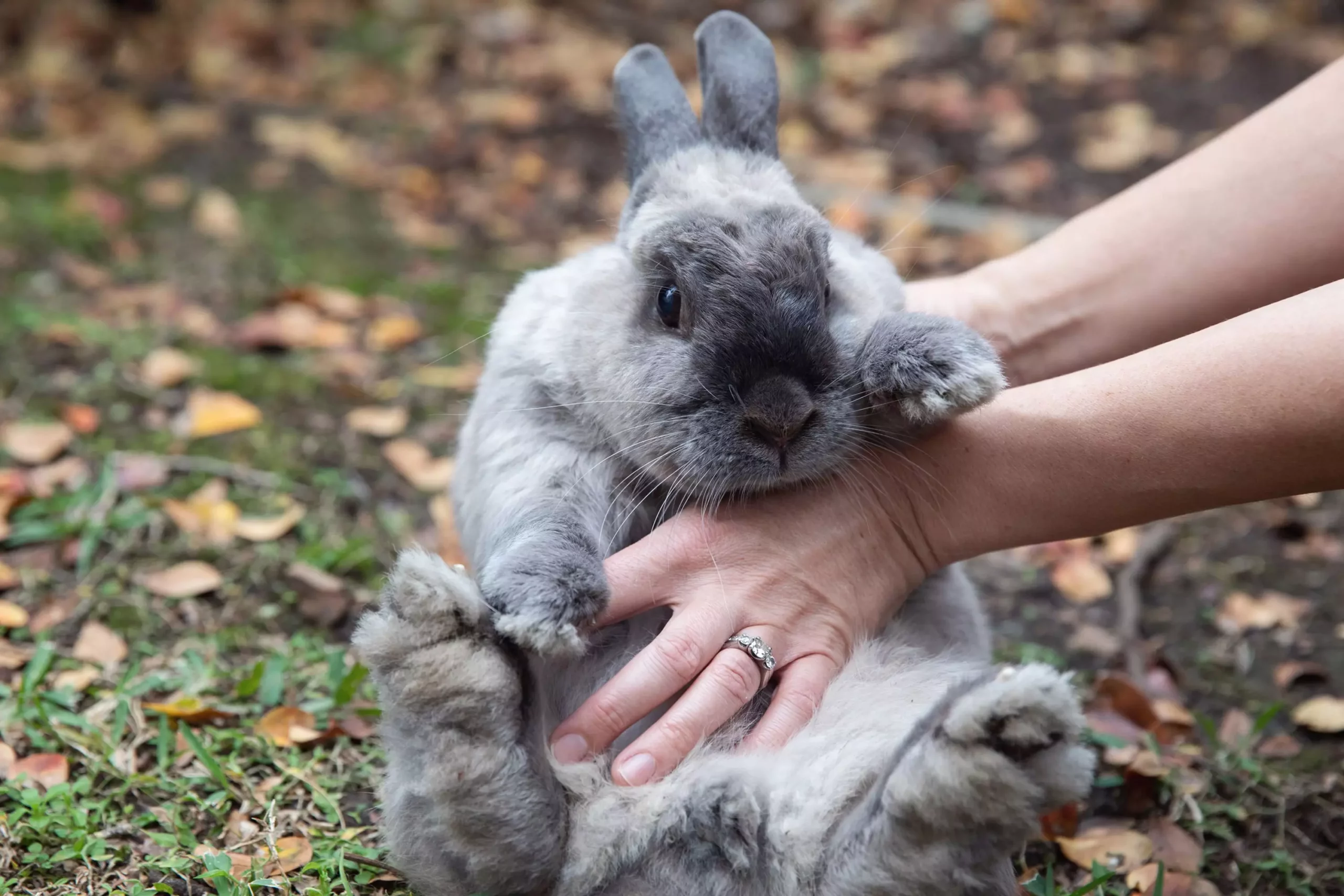 The Financial Commitment of Owning a Pet Rabbit: What You Need to Know