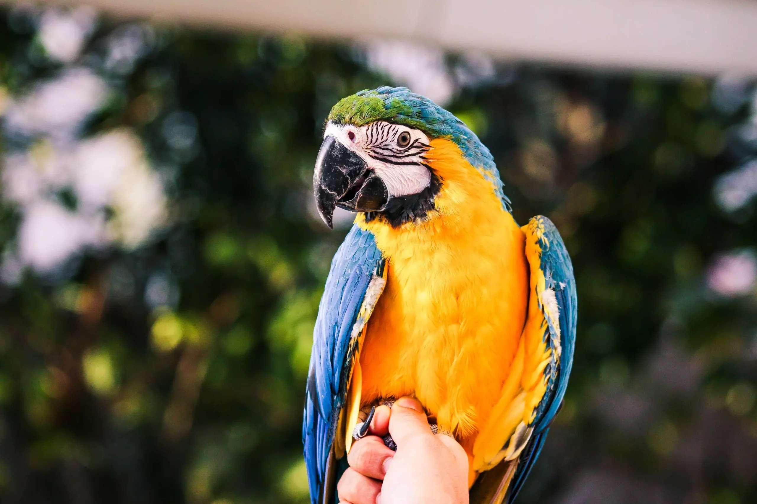 The Considerations of Bird Ownership: A Comprehensive Guide to Popular Parrot Species