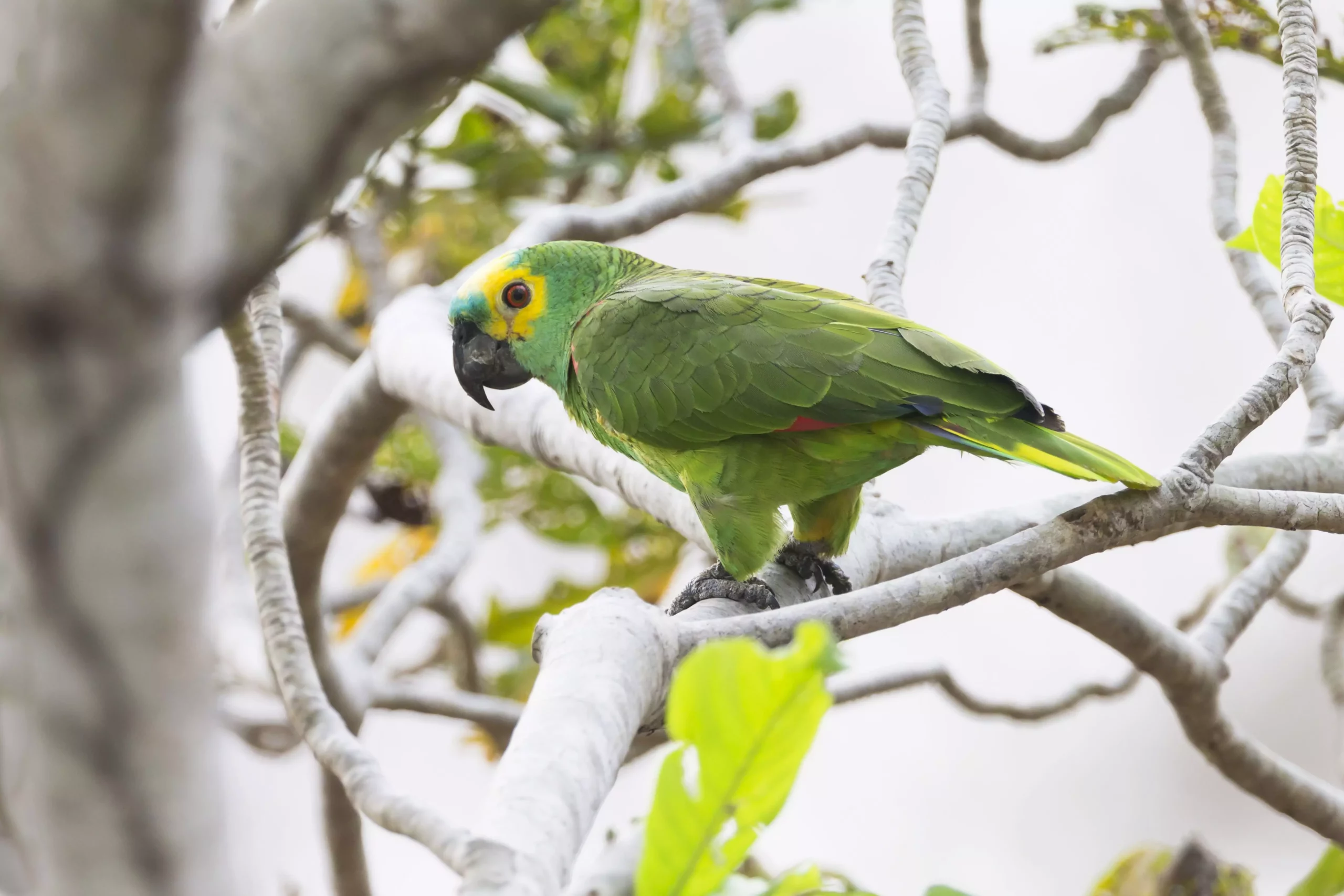 Understanding the Blue-Fronted Amazon Parrot: A Comprehensive Guide