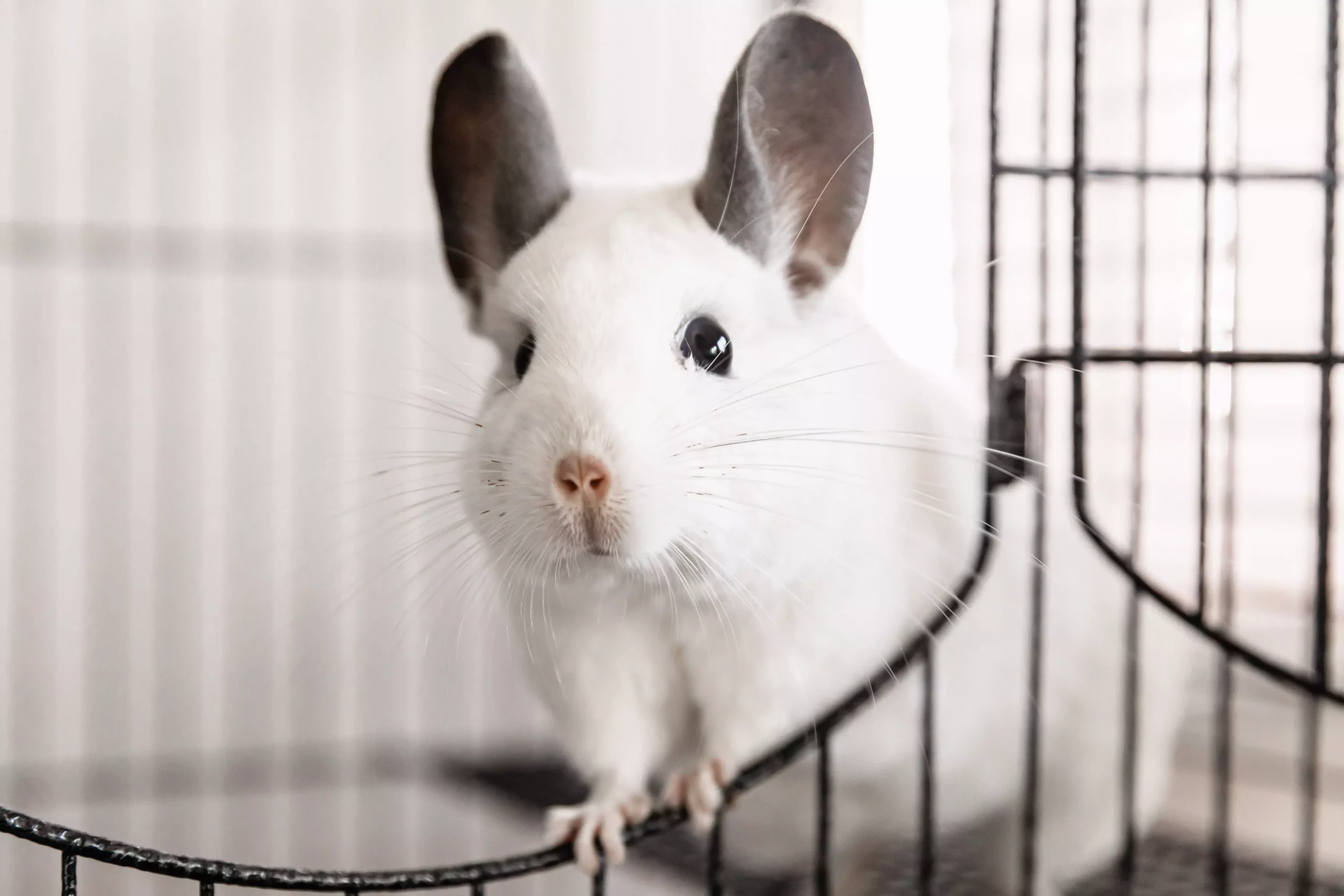 The Unique Charm and Care of Chinchillas: A Guide for Prospective Owners