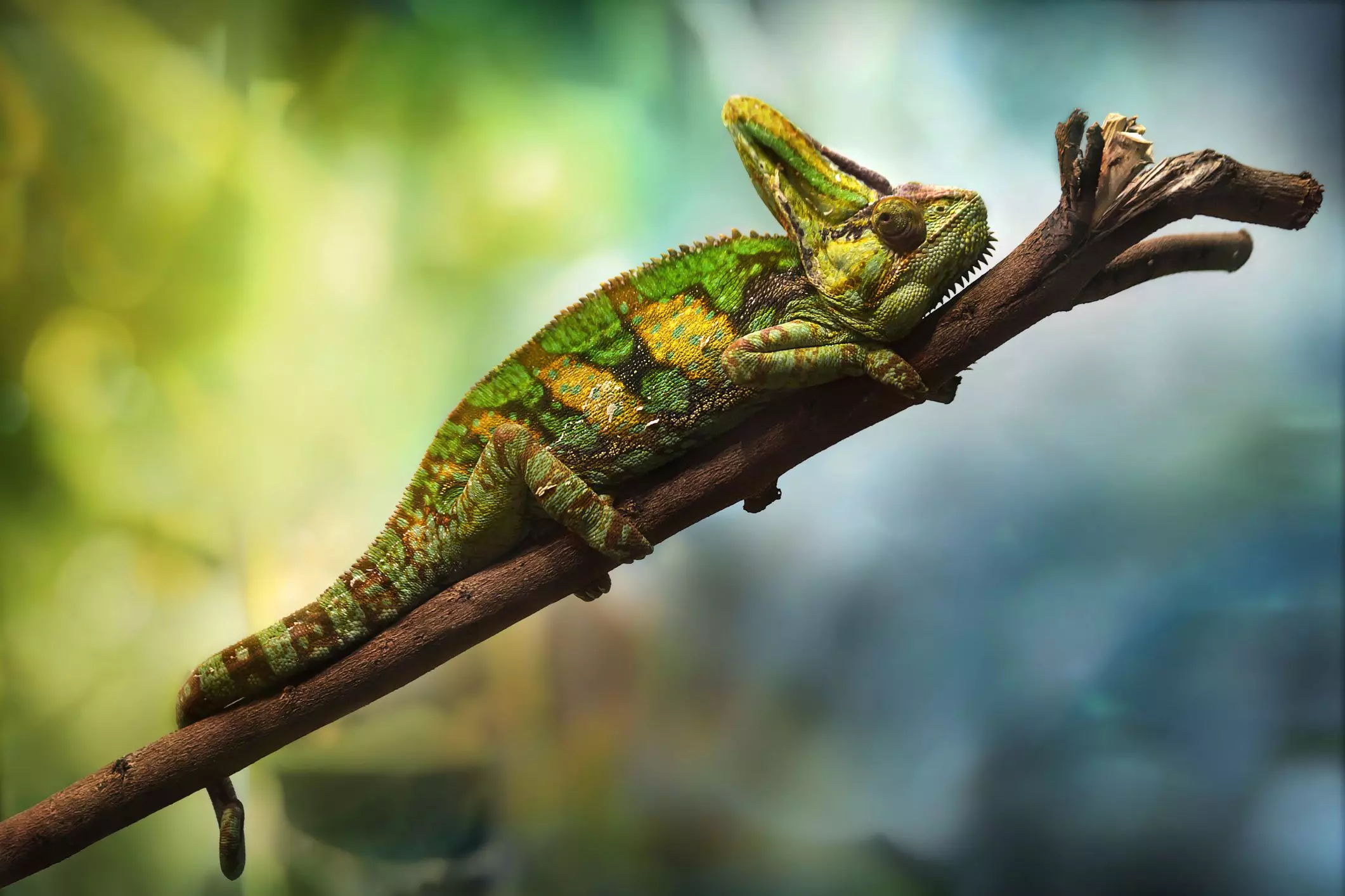 Understanding the Care and Needs of Veiled Chameleons