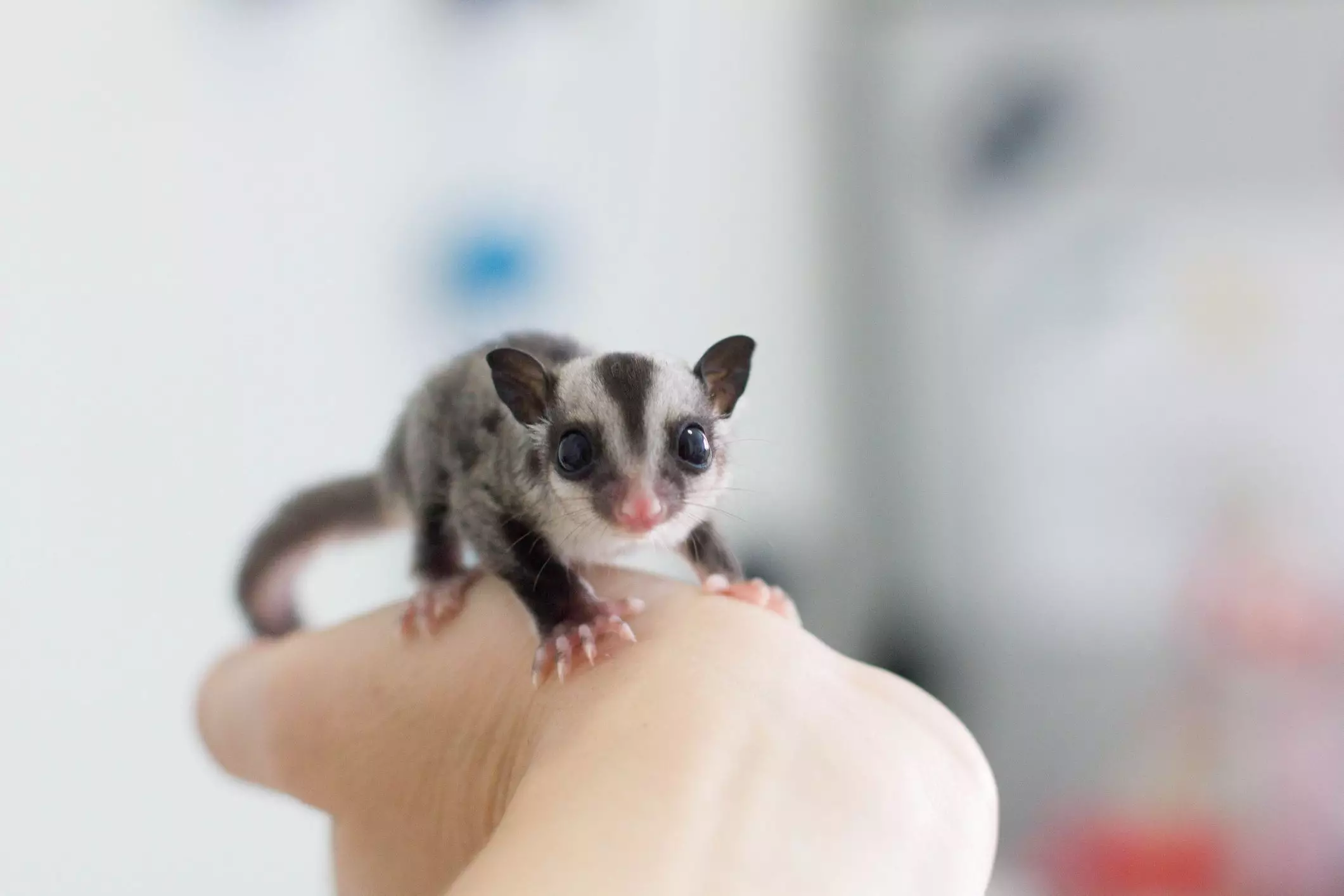 The Enchanting World of Sugar Gliders: A Comprehensive Guide