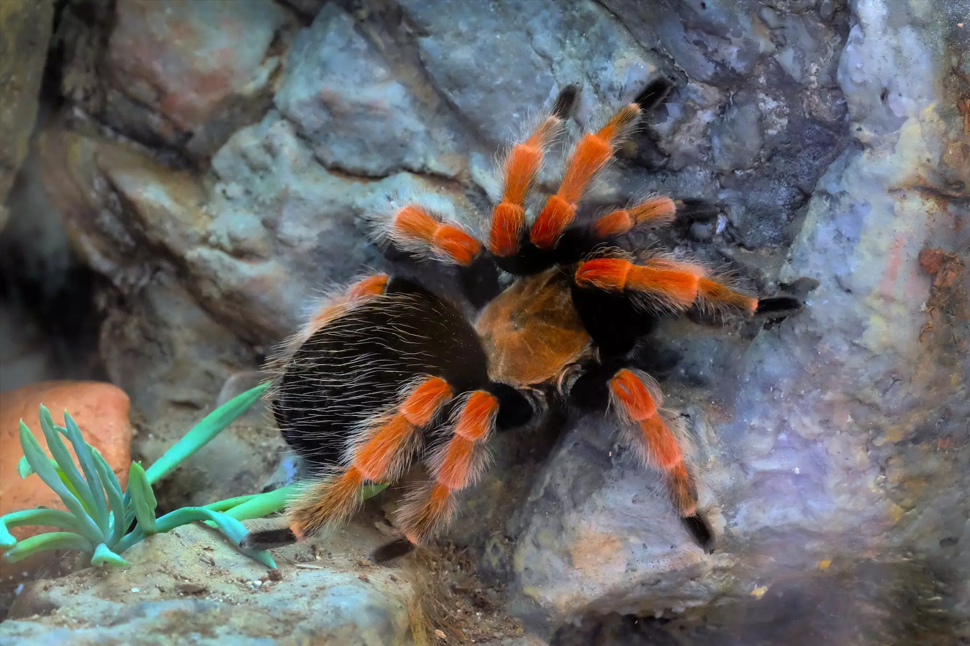 The Allure and Care of Mexican Red-Knee Tarantulas: A Comprehensive Guide