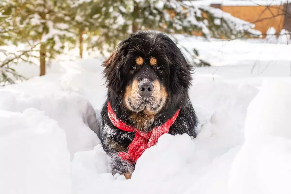 The Perfect Pups for Winter Adventures: A Guide to Cold-Loving Dog Breeds