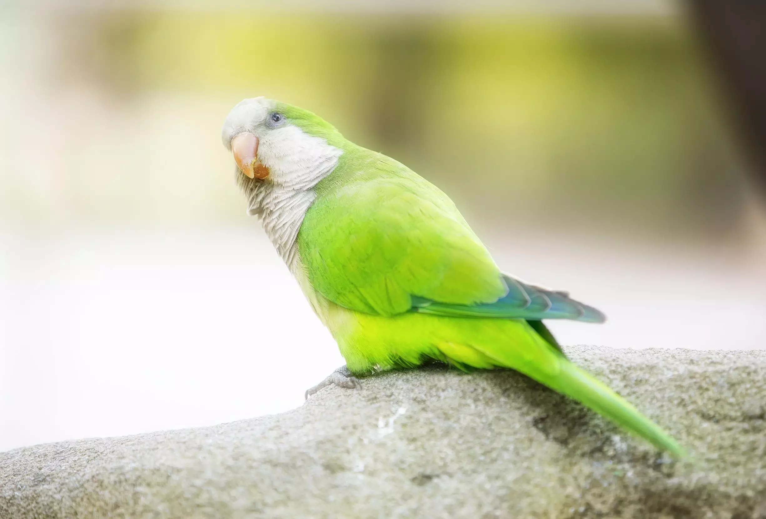 Understanding Quaker Parrots: A Complete Guide