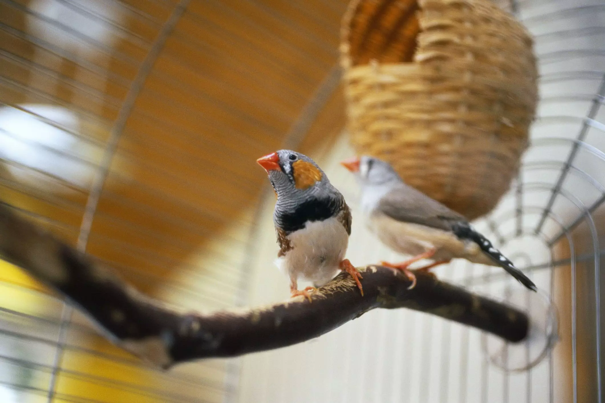 A Gentle Guide to Choosing Pet Birds: A Focus on Temperament and Care Needs