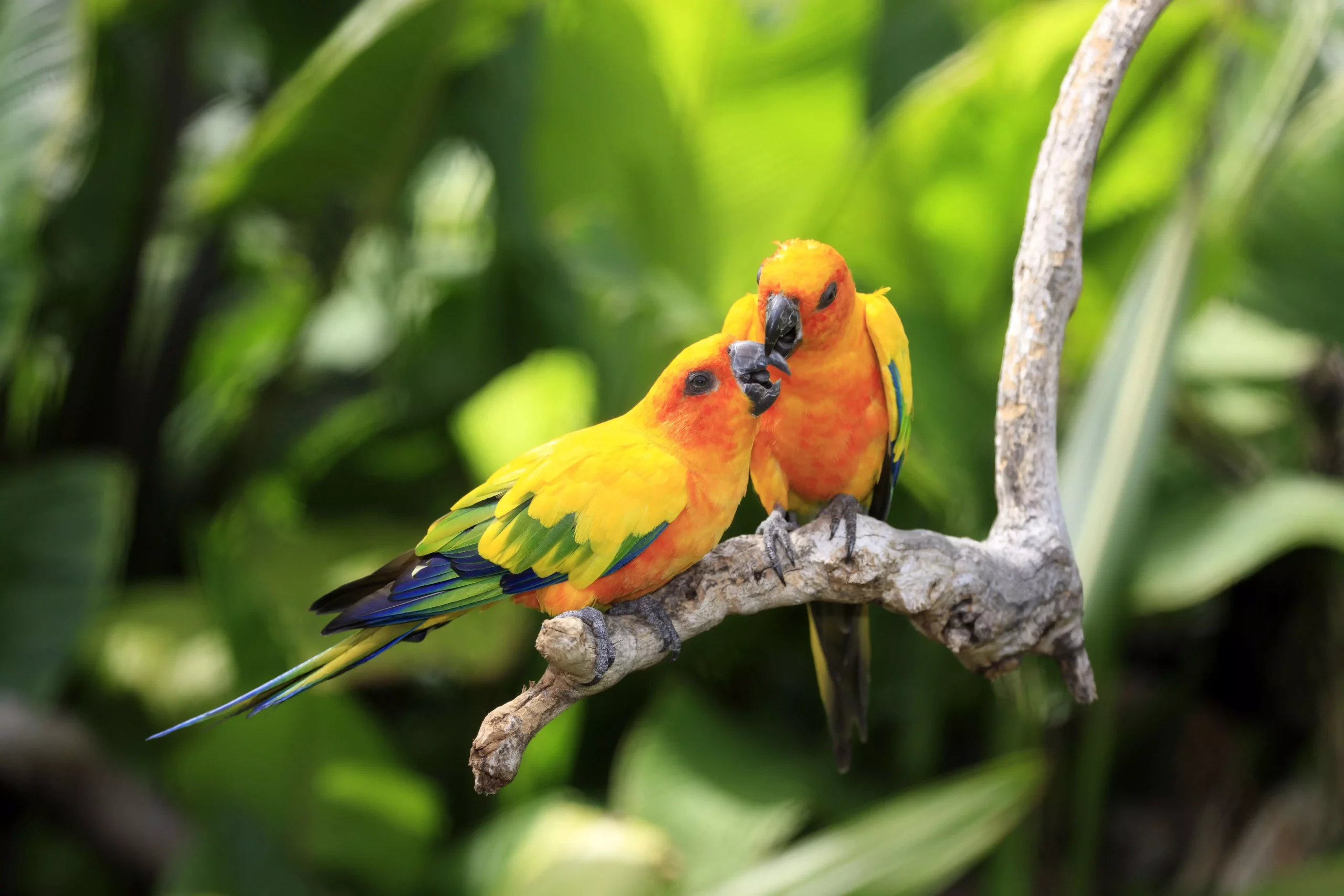 The Vibrant World of Parrots: Unraveling the Colors and Personalities