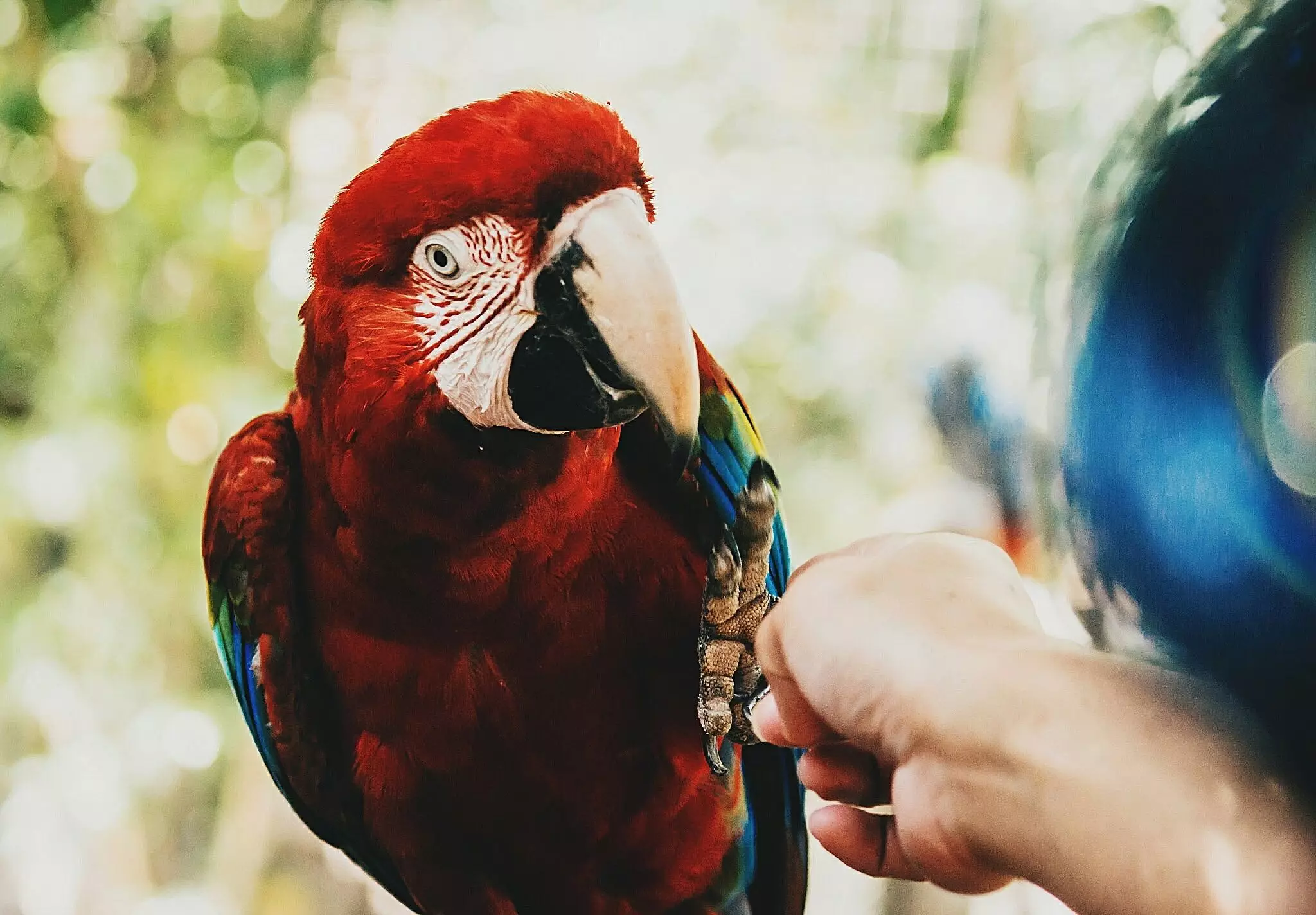 The Vibrant World of Parrots: Understanding Their Unique Characteristics and Care Needs