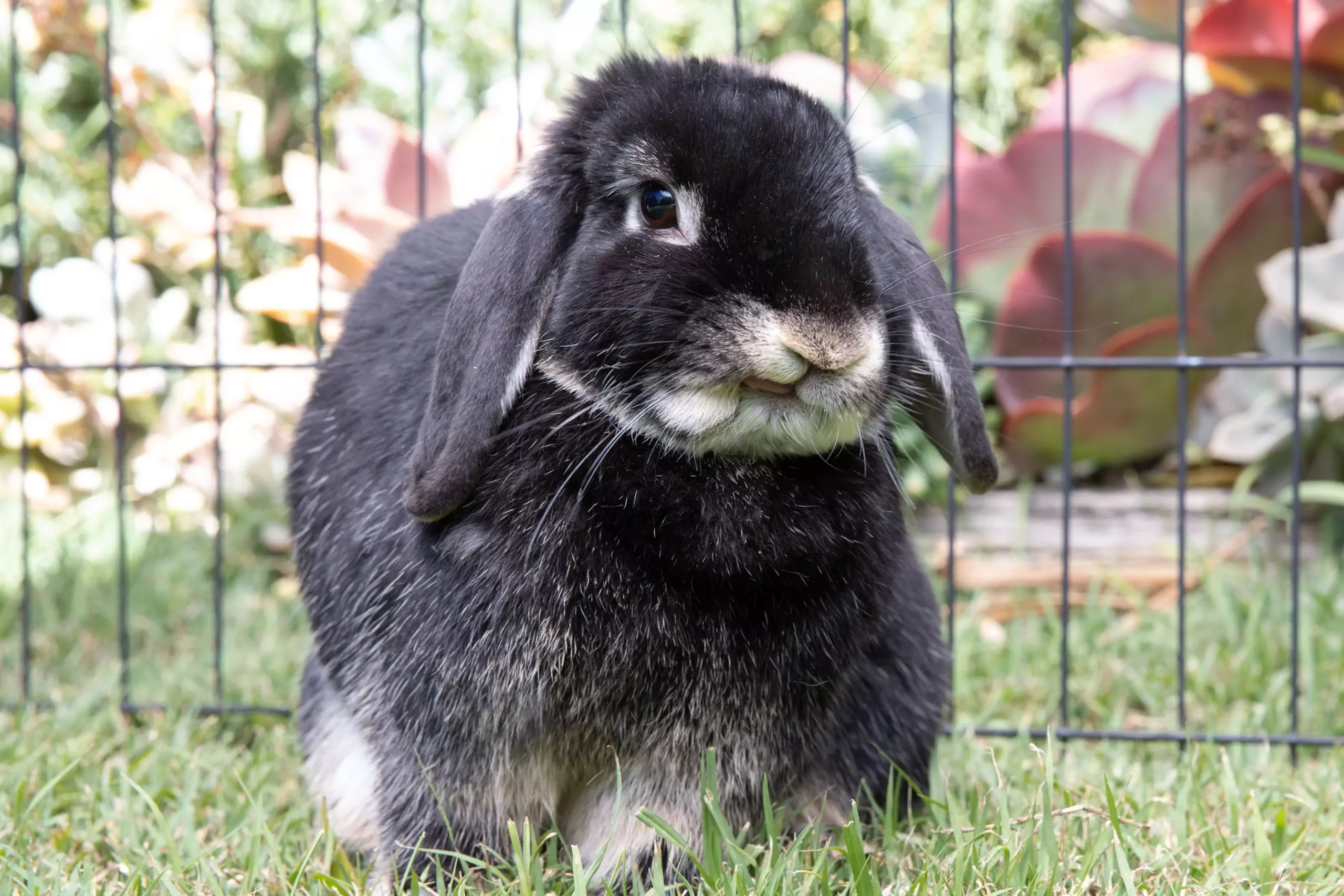 Understanding Rabbit Communication: Decoding Their Sounds and Signals