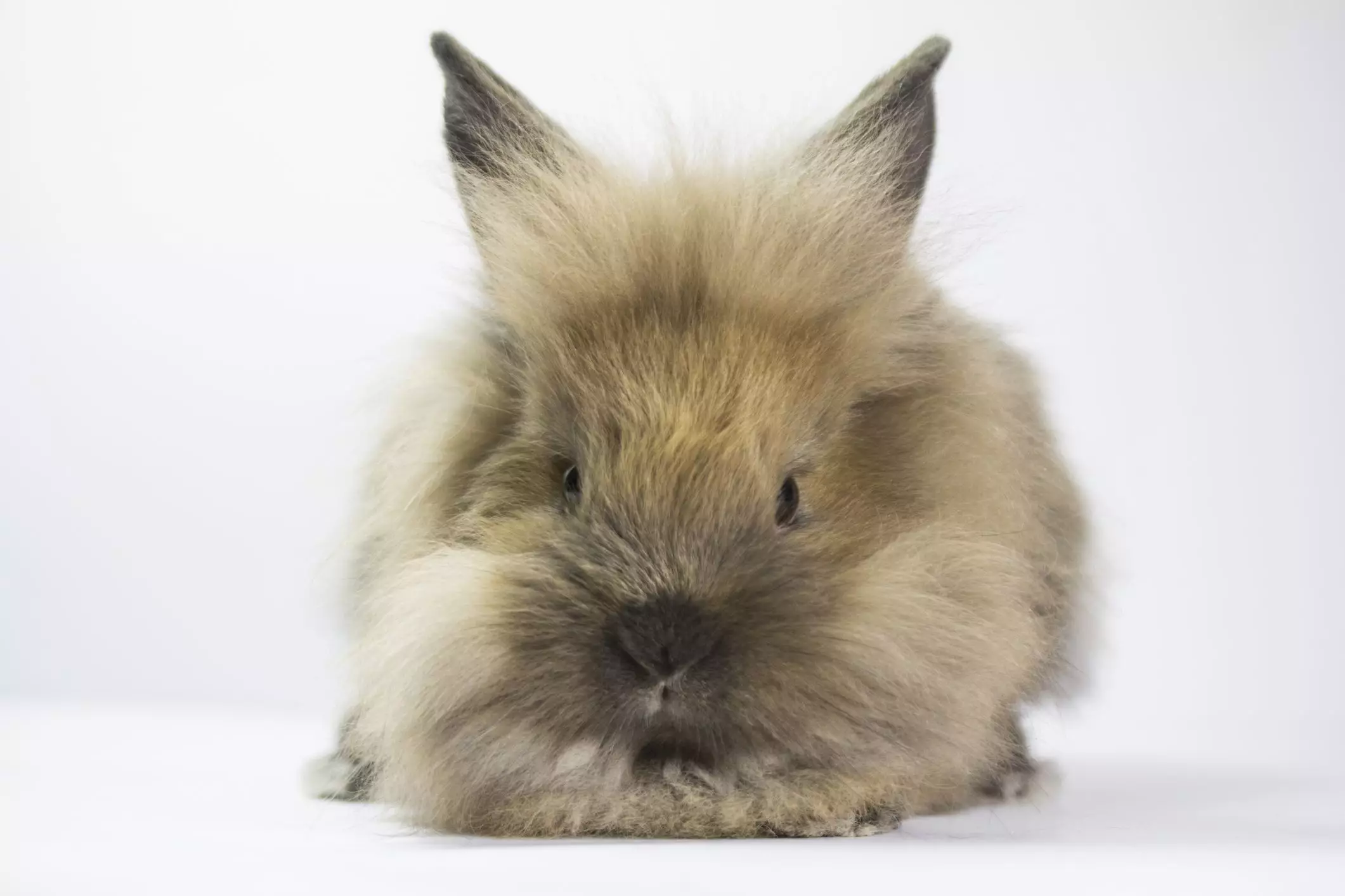 Understanding and Preventing Obesity in Pet Rabbits