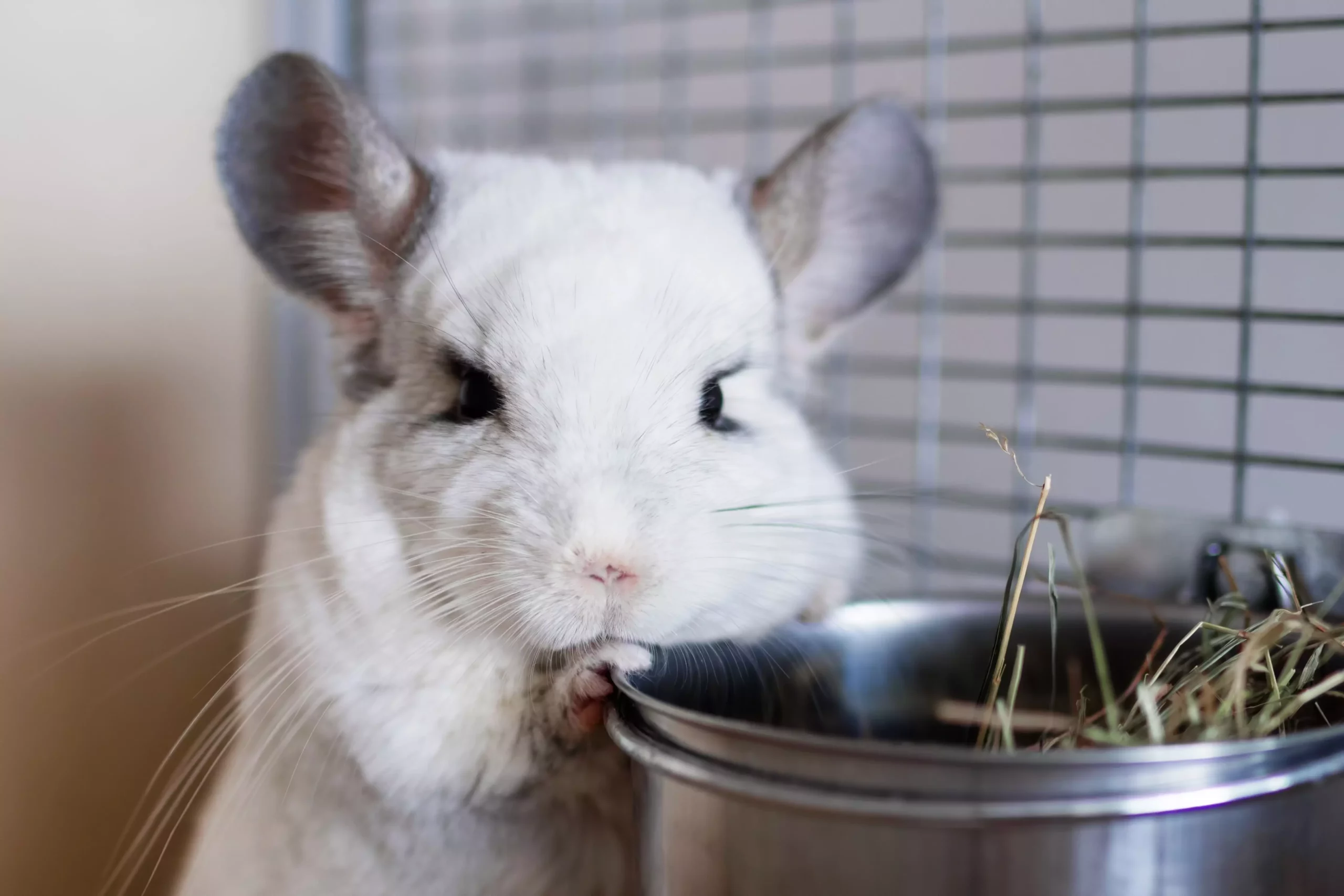 Understanding Chinchillas: Are They the Right Pet for You?