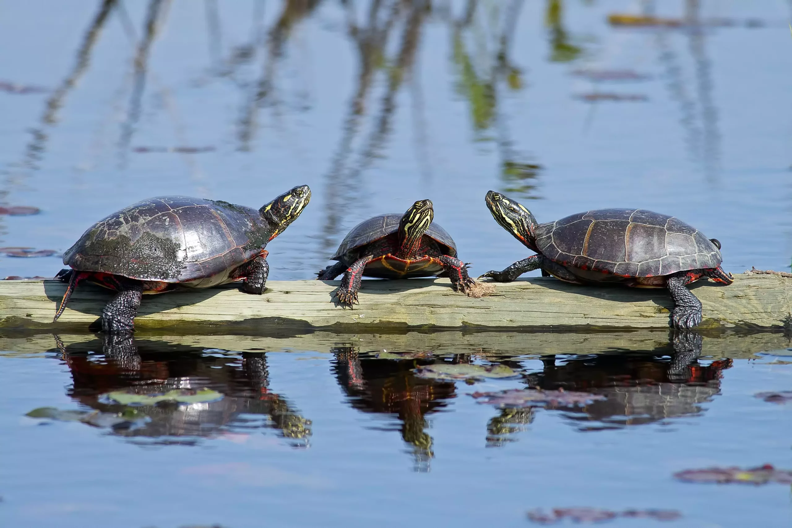 Understanding the Care Needs of Painted Turtles