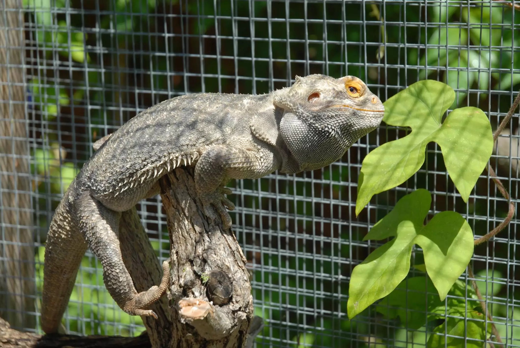 Understanding Brumation: A Guide for Reptile Owners