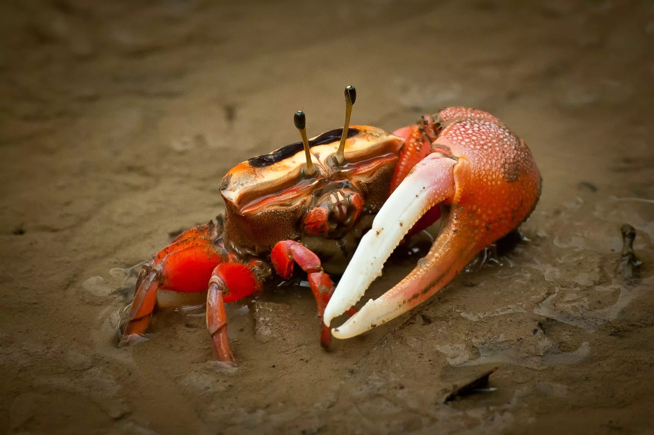 Understanding the World of Fiddler Crabs: A Comprehensive Guide